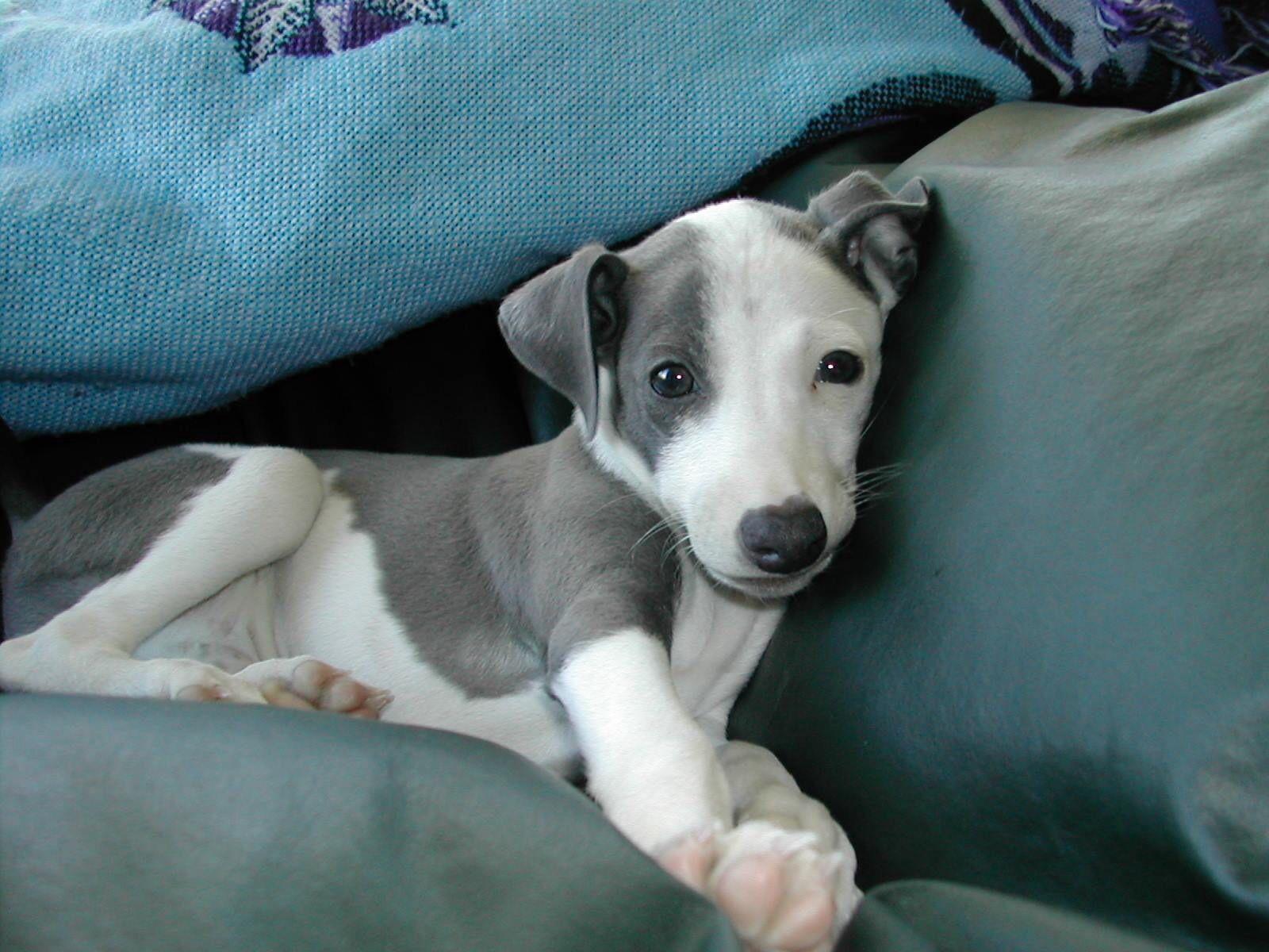 1600x1200 Greyhound Puppies ideas. greyhound, greyhound puppy, puppies
