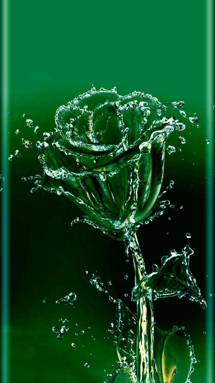 720x1280 Green rose. Beautiful wallpaper for phone, Fairy wallpaper, Beautiful flowers wallpaper