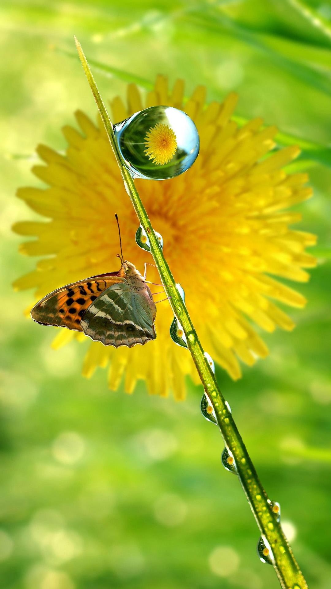 1080x1920 COLORFUL BUTTERFLY WALLPAPERS FREE TO DOWNLOAD