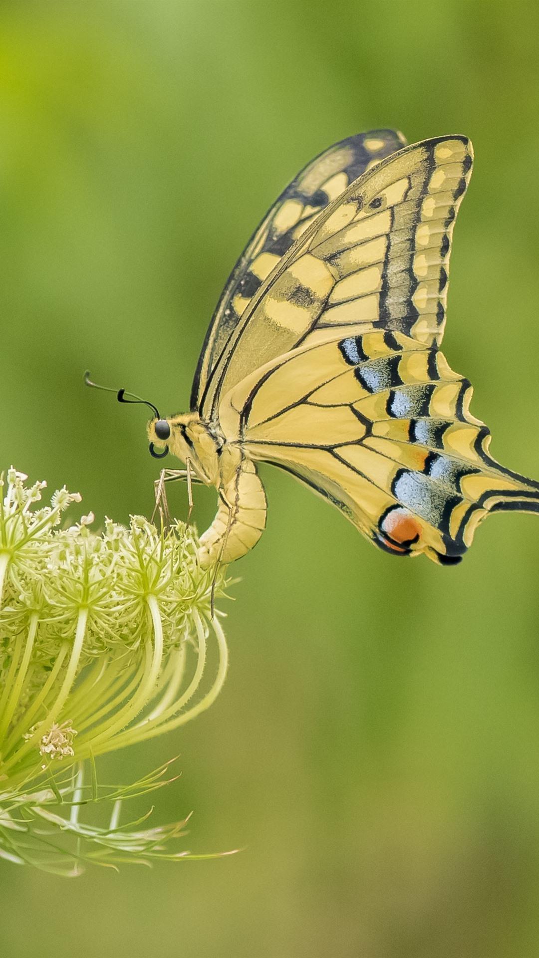 1080x1920 Yellow Butterfly, Wings, Flowers 1080x1920 IPhone 8 7 6 6S Plus Wallpaper, Background, Picture, Image