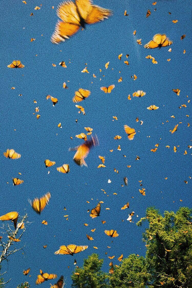750x1127 Cute Aesthetic Wallpaper Yellow Butterfly