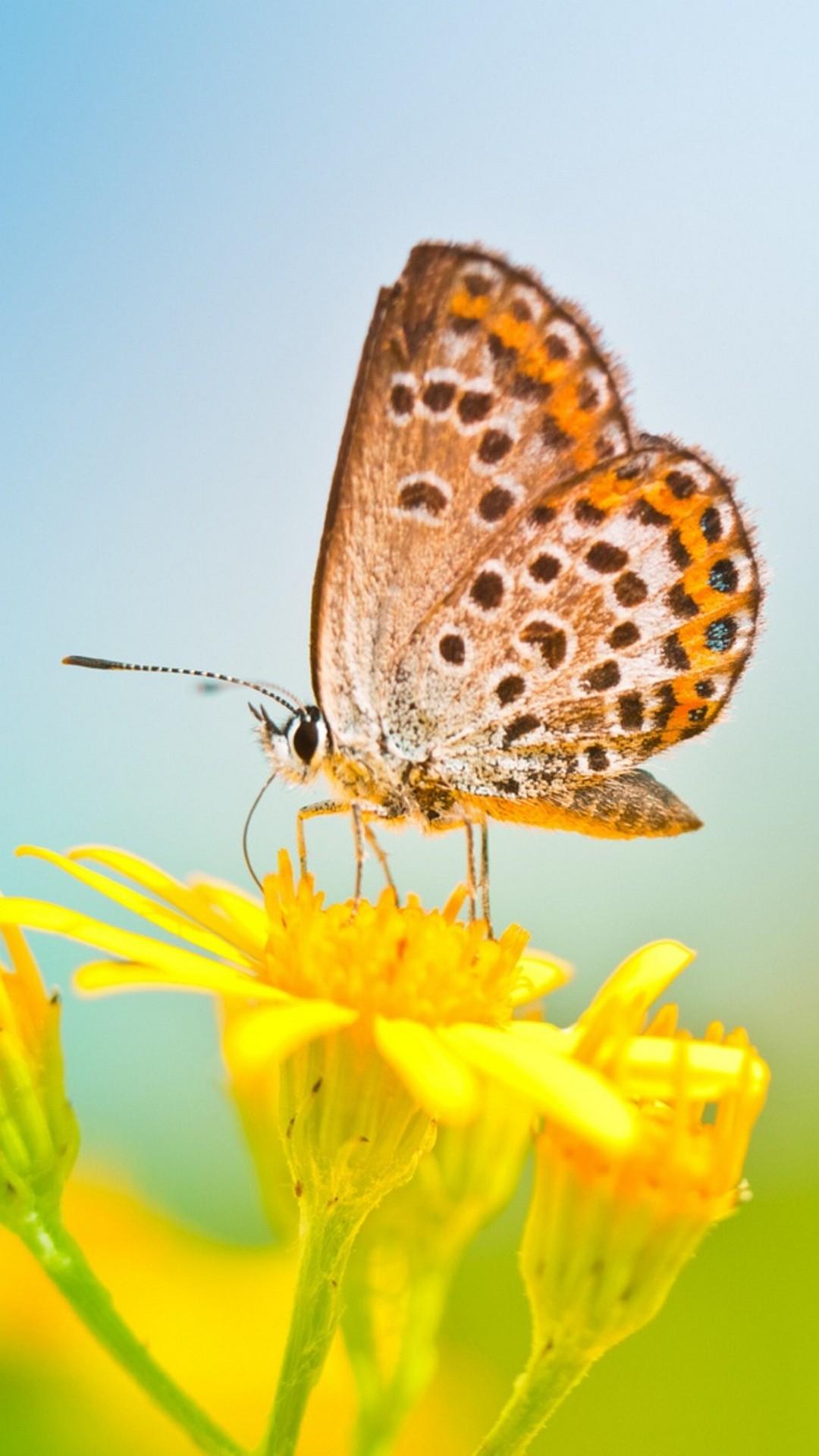 1080x1920 iPhone X Wallpaper Butterfly 3D iPhone Wallpaper