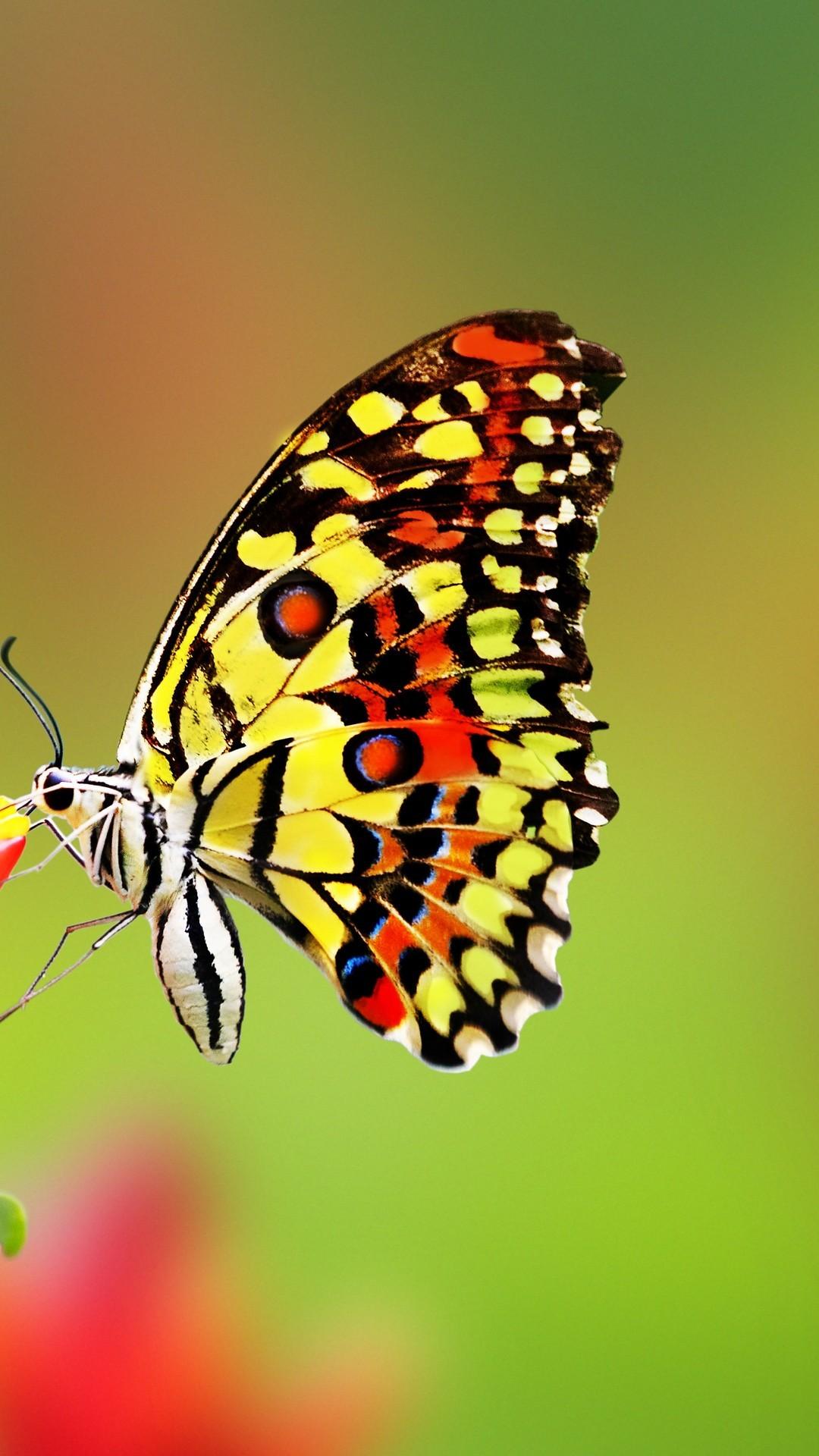1080x1920 Butterfly iPhone Wallpaper Live Wallpaper HD