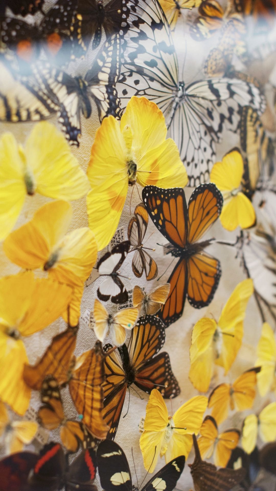 Yellow Butterflies iPhone Wallpapers Top Free Yellow Butterflies