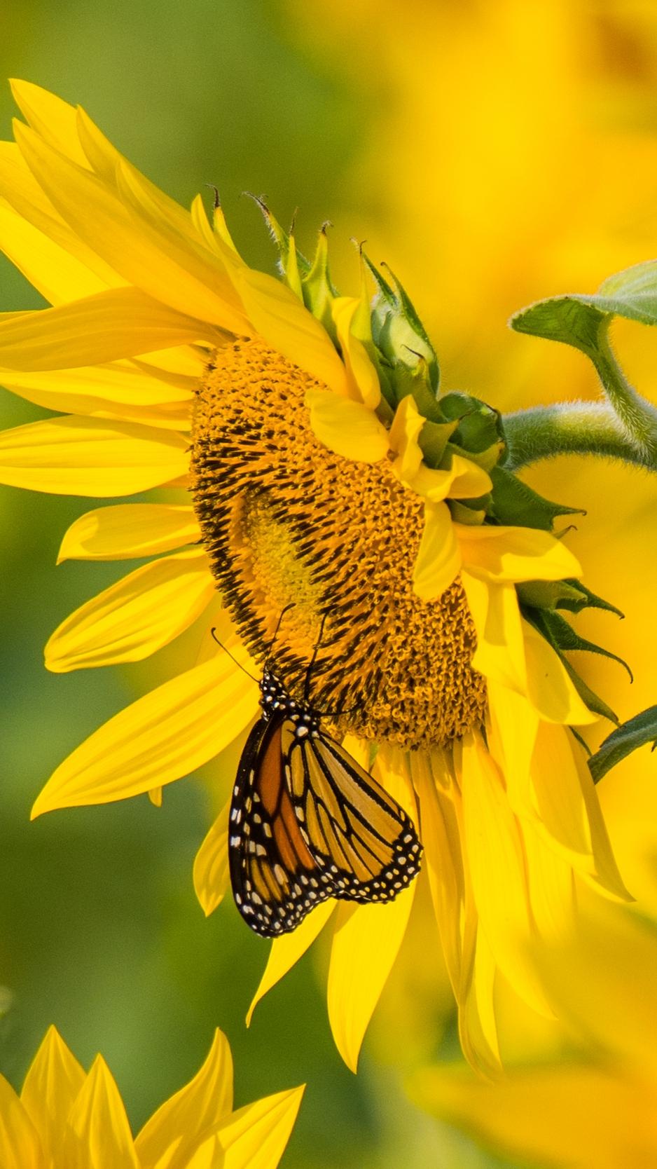 938x1668 Sunflower, butterfly, yellow, summer wallpaper