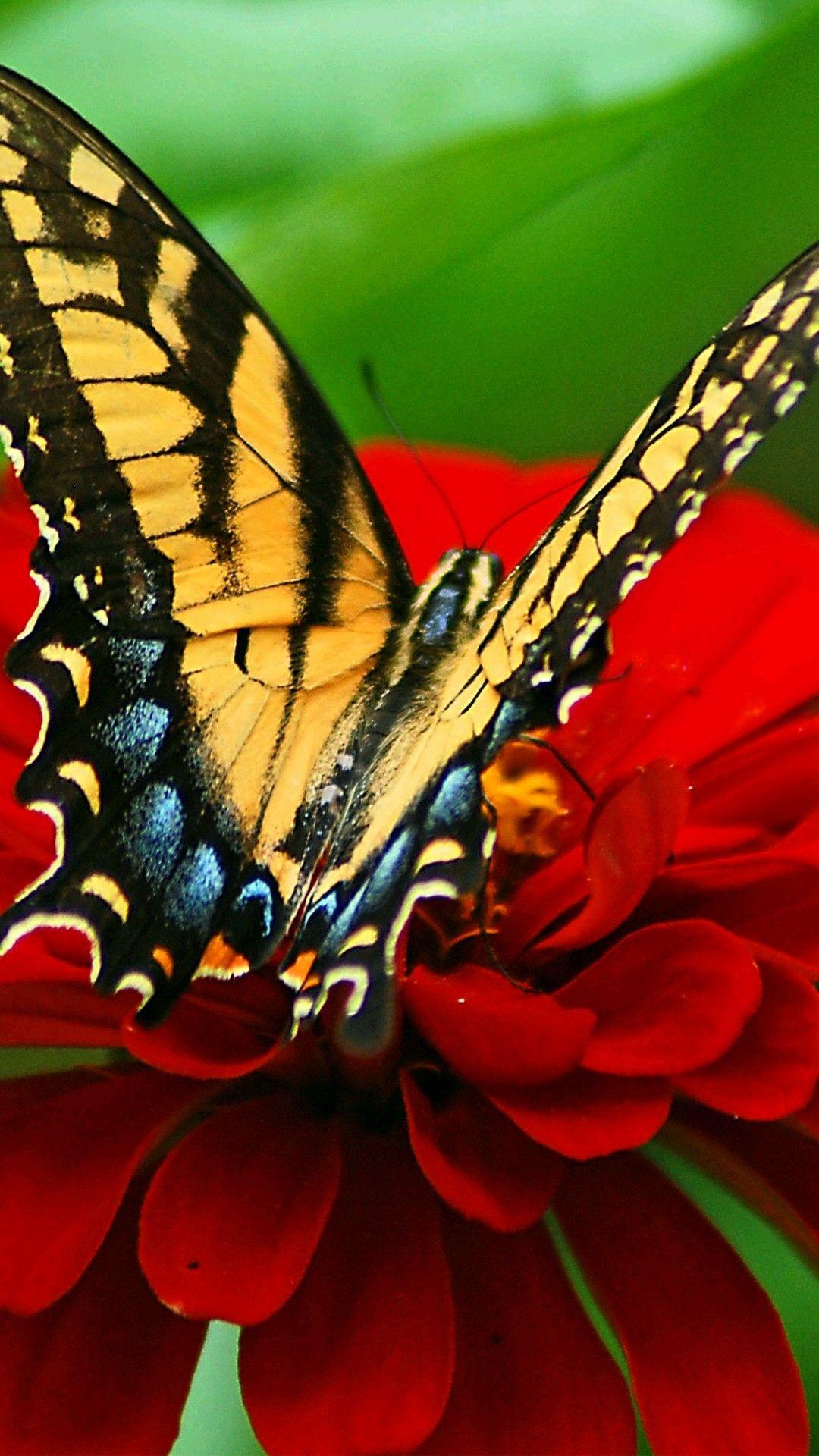 1080x1920 Yellow Butterfly Background