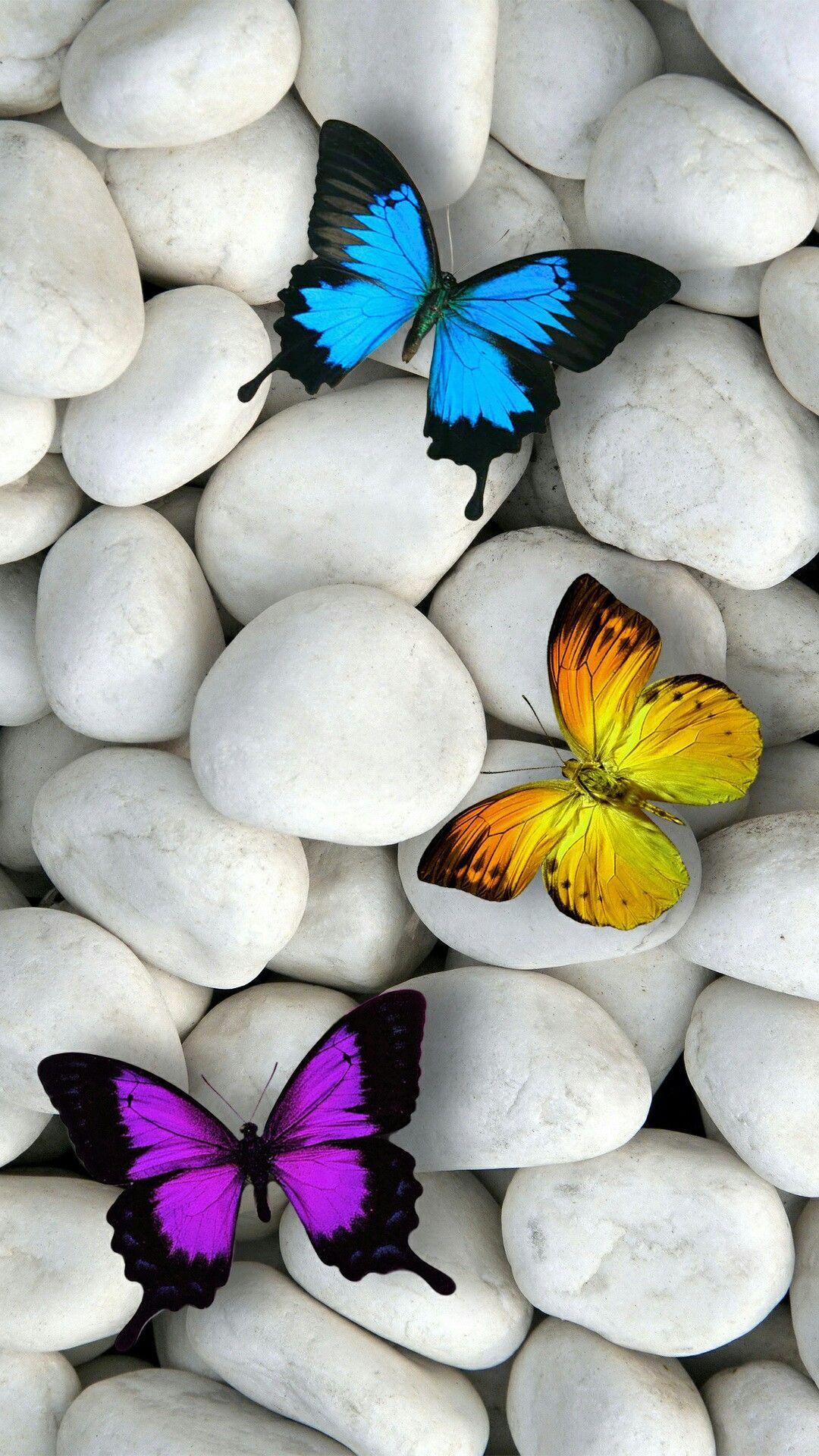 1080x1920 Butterflies iPhone Wallpaper, HD Butterflies iPhone Background on WallpaperBat