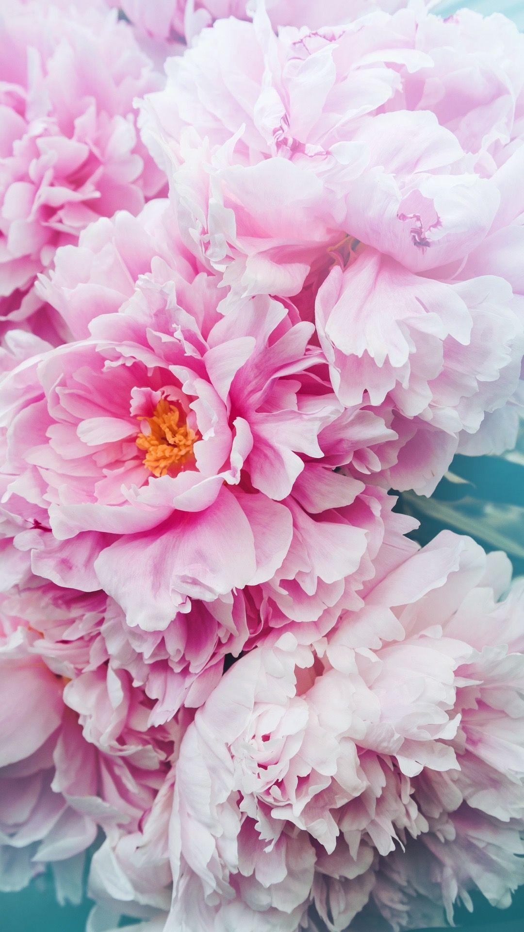 1080x1920 Summer Peonies Wallpaper