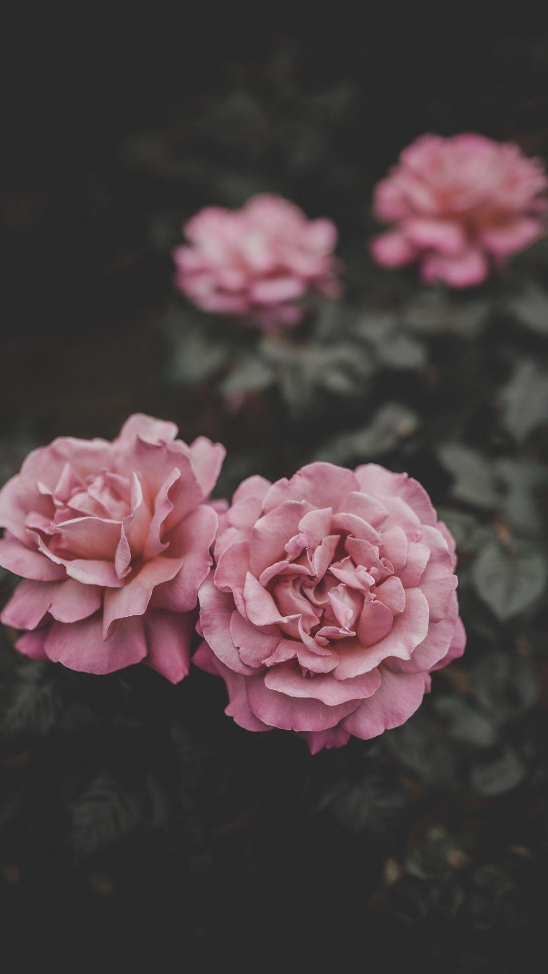 1080x1920 Peony Phone Wallpaper