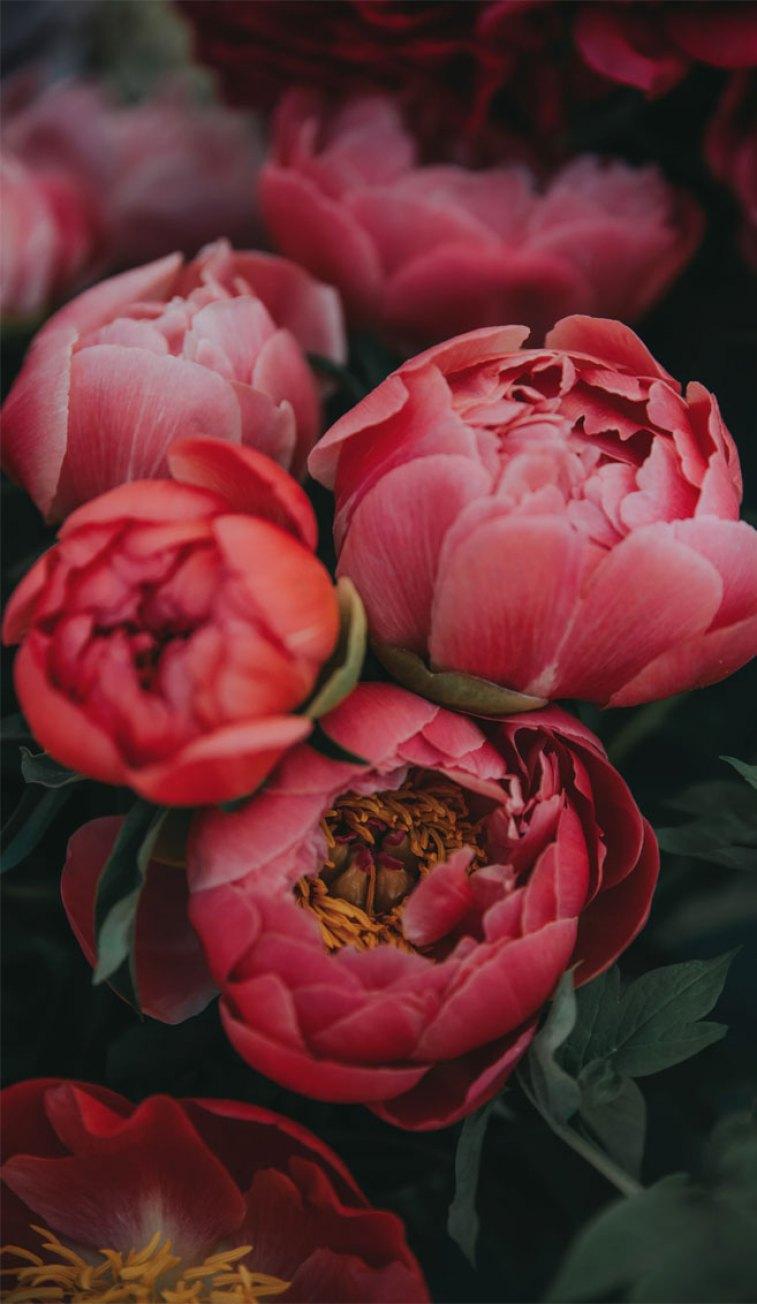 757x1304 Bright pink peonies Wallpaper