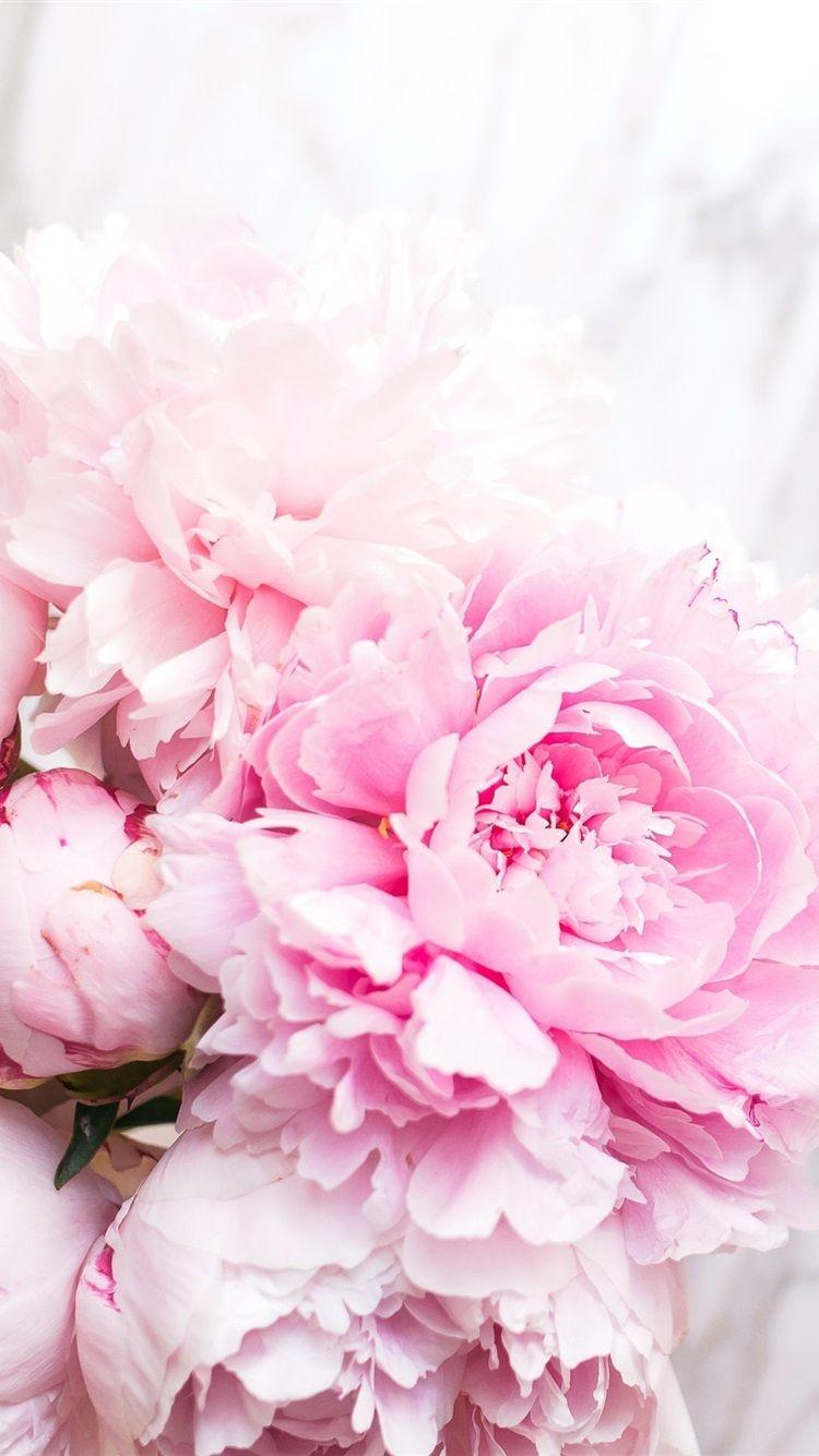 750x1334 Pink Peonies Wallpaper