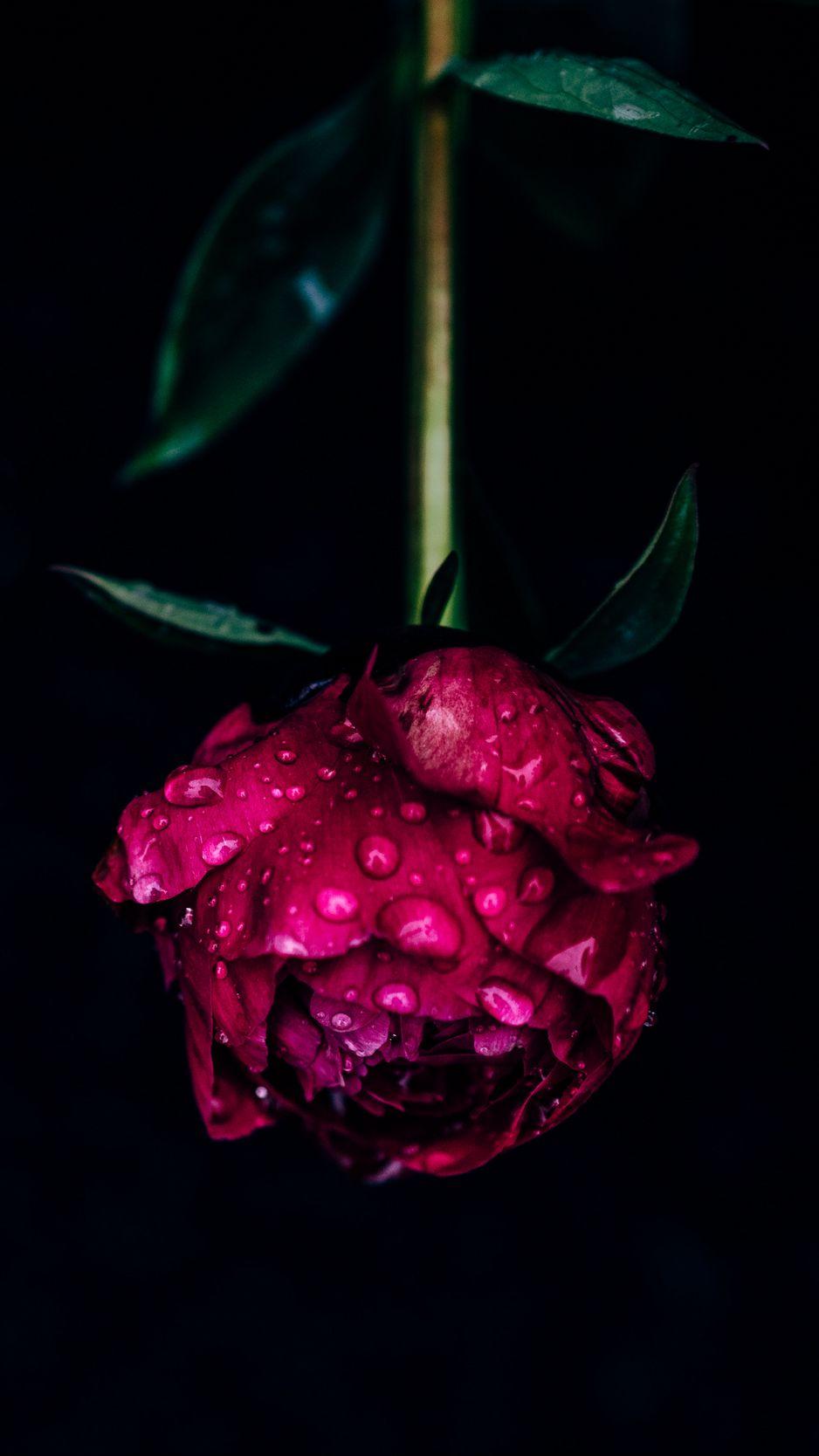 938x1668 Download Wallpaper 938x1668 Peony, Flower, Dew, Wet, Drops, Pink, Dark Iphone 8 7 6s 6 For Parallax HD Background
