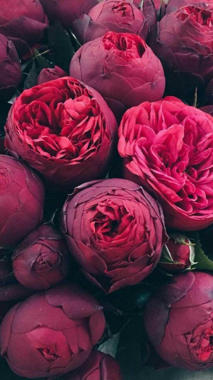 736x1309 iPhone Peonies