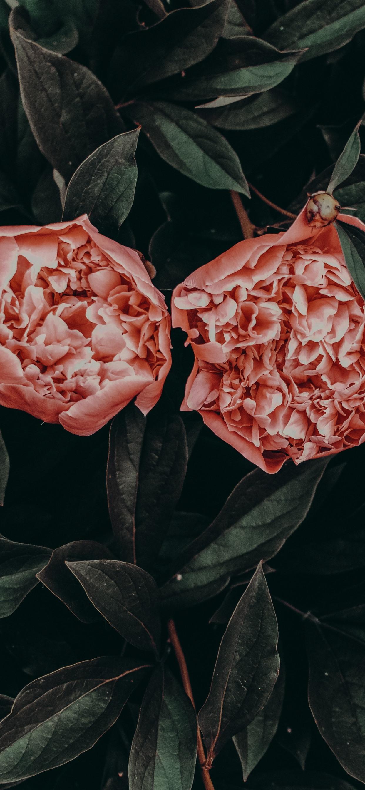 Peonies iPhone Wallpapers Top Free Peonies iPhone Backgrounds