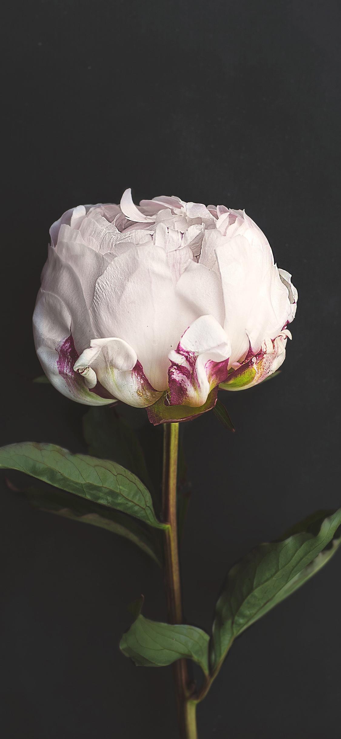 1125x2436 iPhone X wallpaper. flower white dark nature