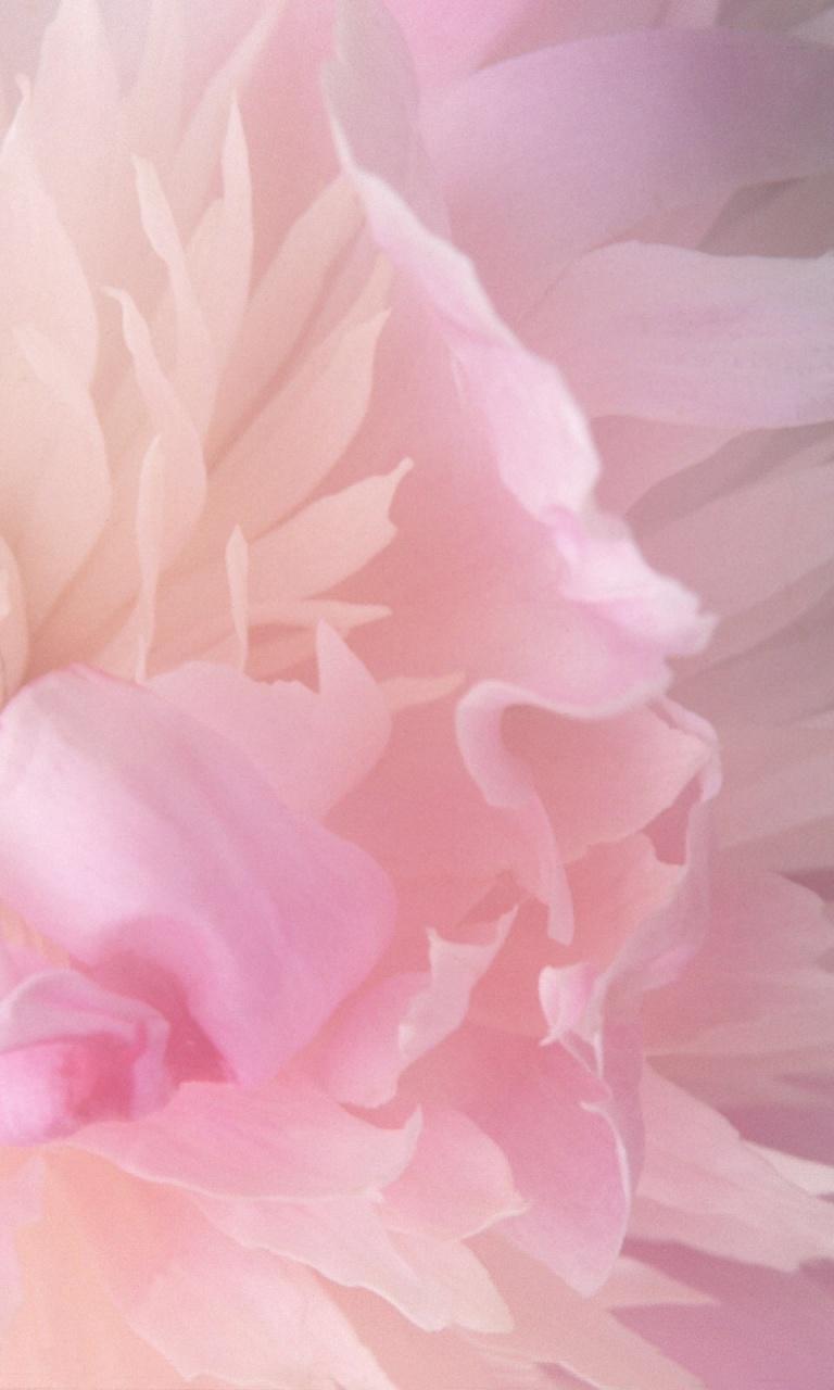 768x1280 Hd Wallpaper Pink Peony iPhone