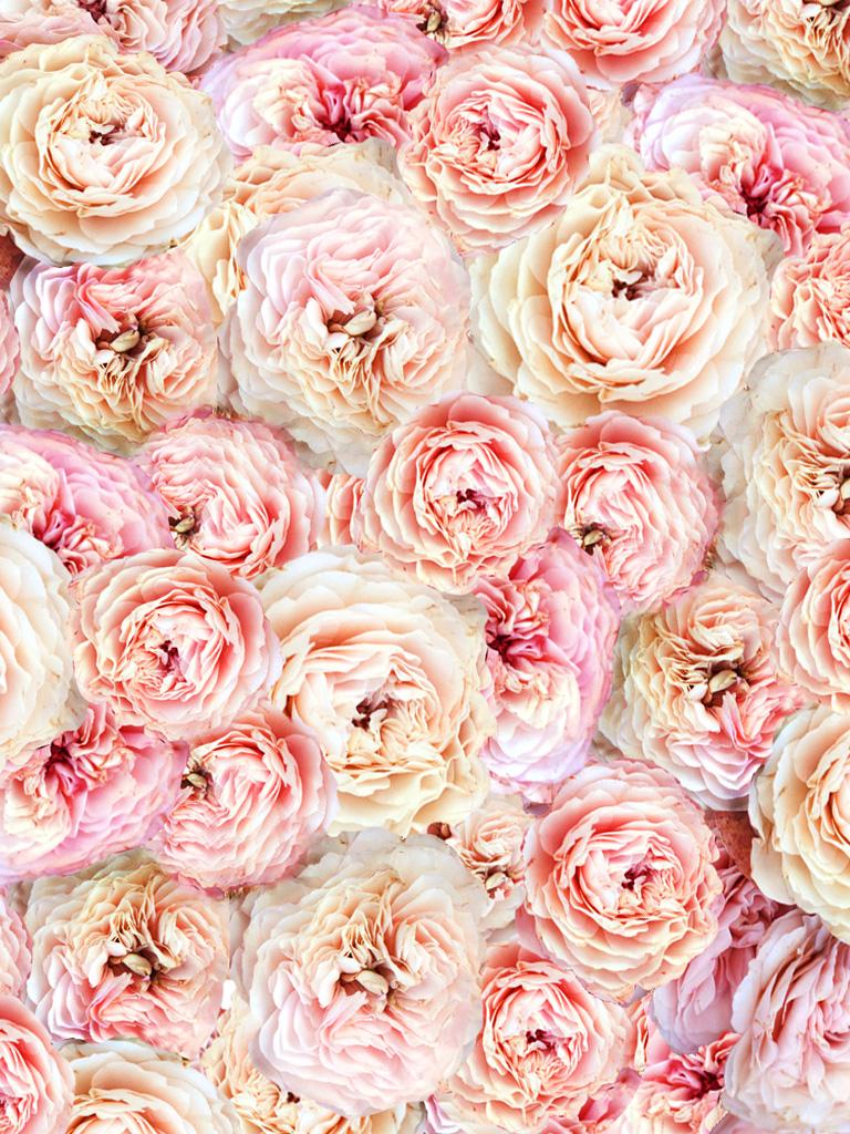 768x1024 Free download Peonies Wallpaper iPhone Spring wallpaper 2013 [1024x1024] for your Desktop, Mobile & Tablet. Explore Peonies Wallpaper. Watercolour Wallpaper