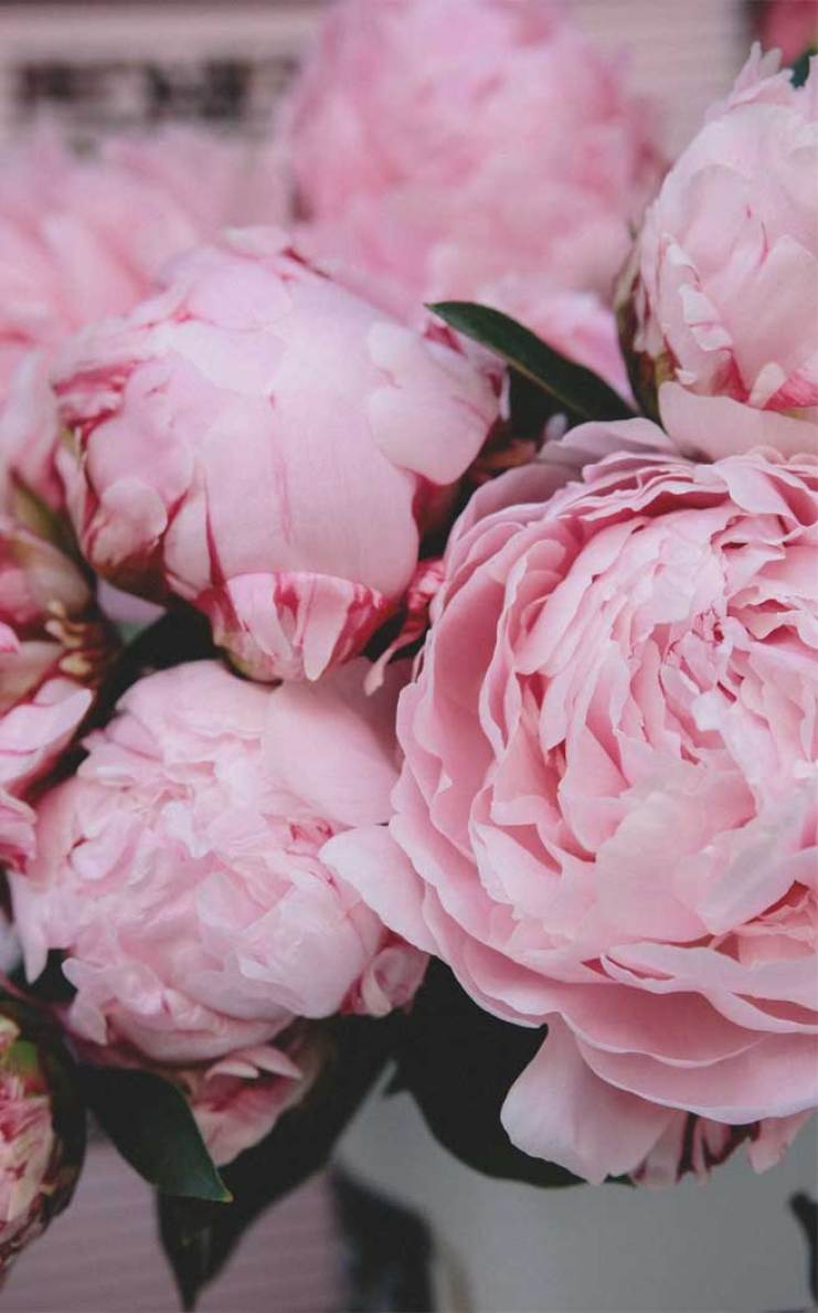 741x1189 Very pretty iphone Xs wallpaper Wallpaper