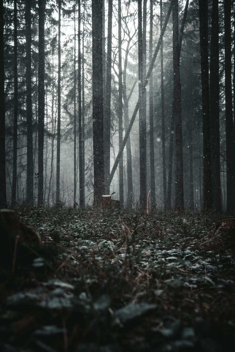 1000x1500 Dark Forest Picture [HD]. Download Free Image