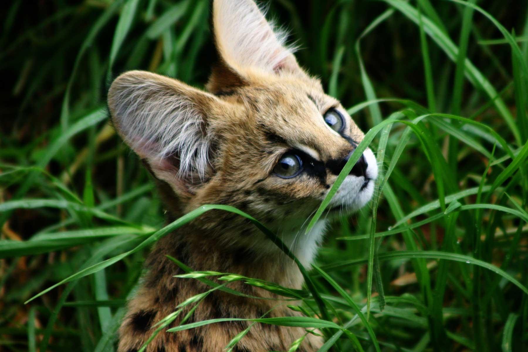 1800x1200 cats animals grass outdoors serval 1800x1200 wallpaper High Quality Wallpaper, High Definition Wallpaper