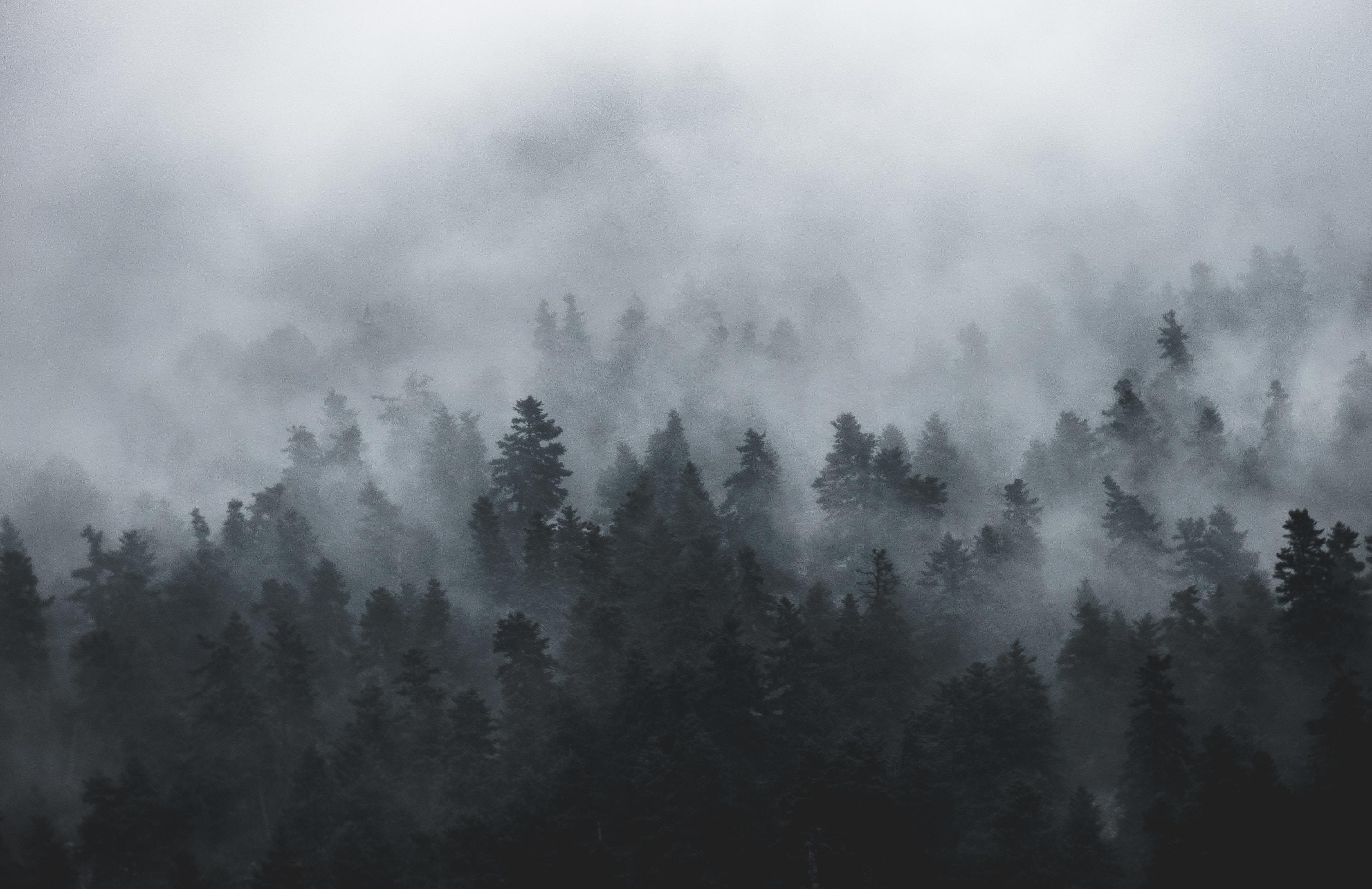 3044x1971 3044x1971 #layer, #Creative Commons image, #nature, #wood, #landscape, #black and white, #shadow, #winter, #moody, #dark, #trees, # black, #mist, #cloud, #eery, #tree, #cloudy, #fog, #forest, #mood, #misty HD Wallpaper