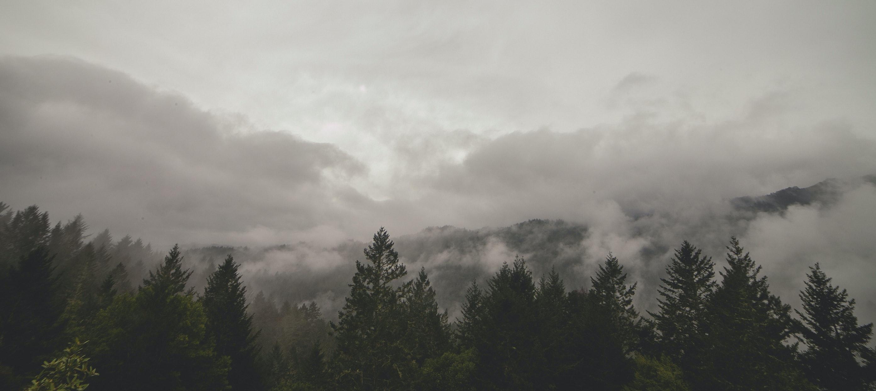 2784x1243 Green Trees · Free