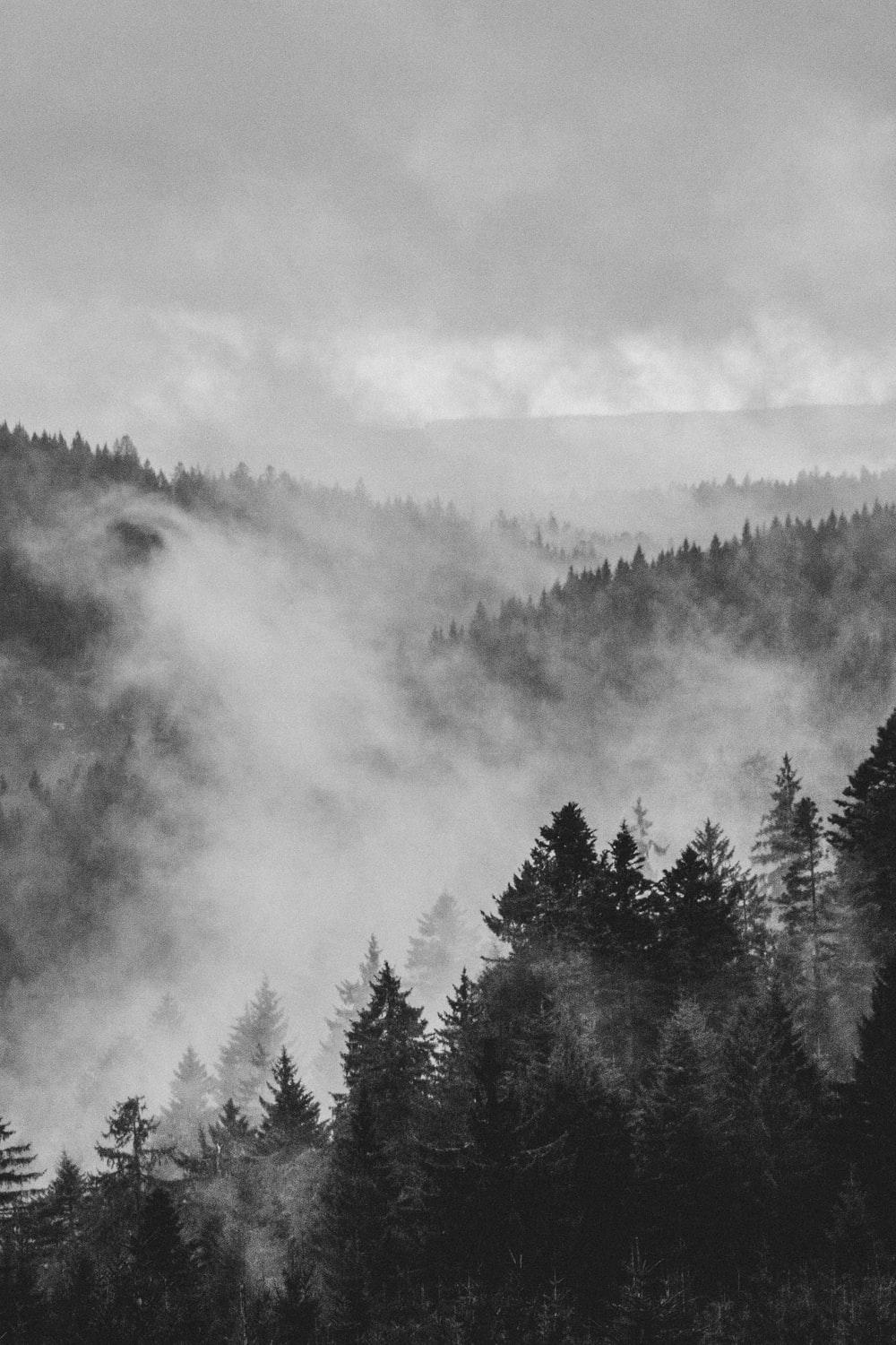 1000x1500 Black And White Forest Picture. Download Free Image