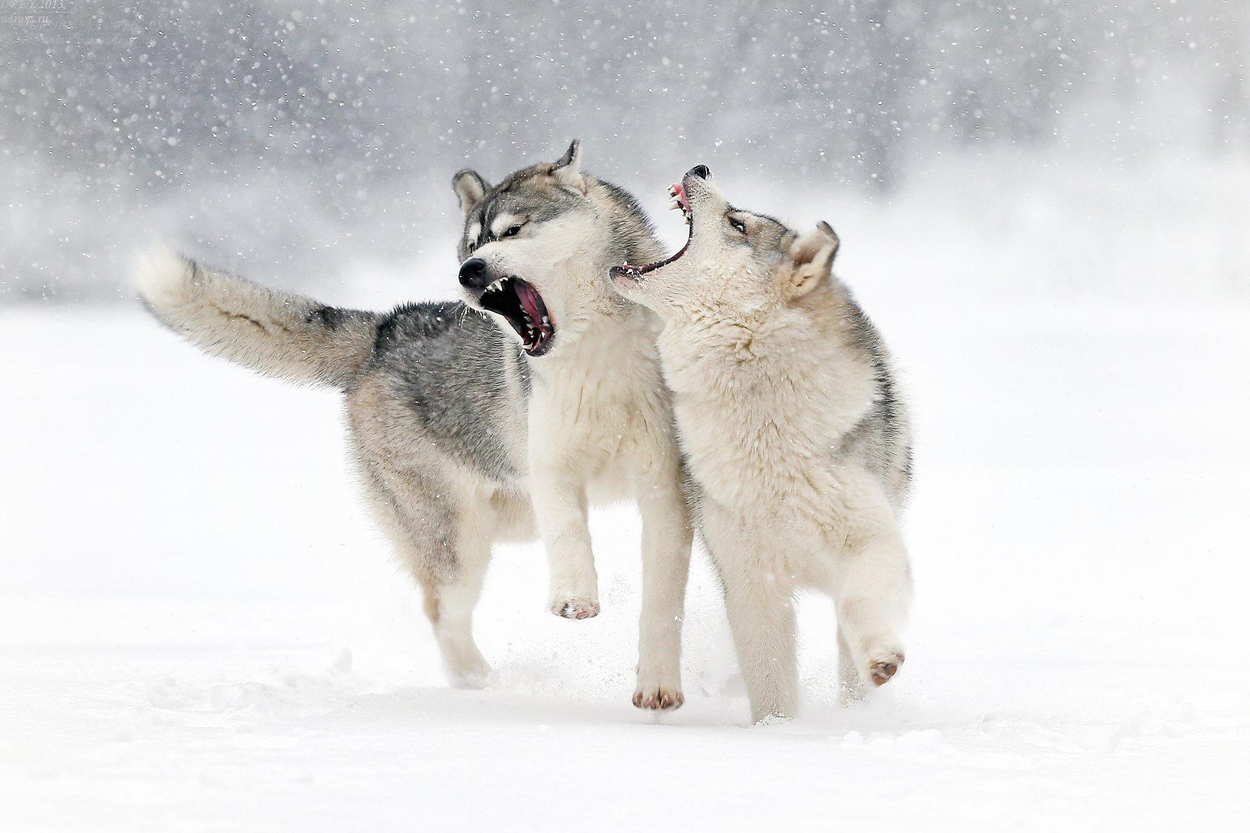 1800x1200 px Grin love play snow winter wolf High Quality Wallpaper, High Definition Wallpaper