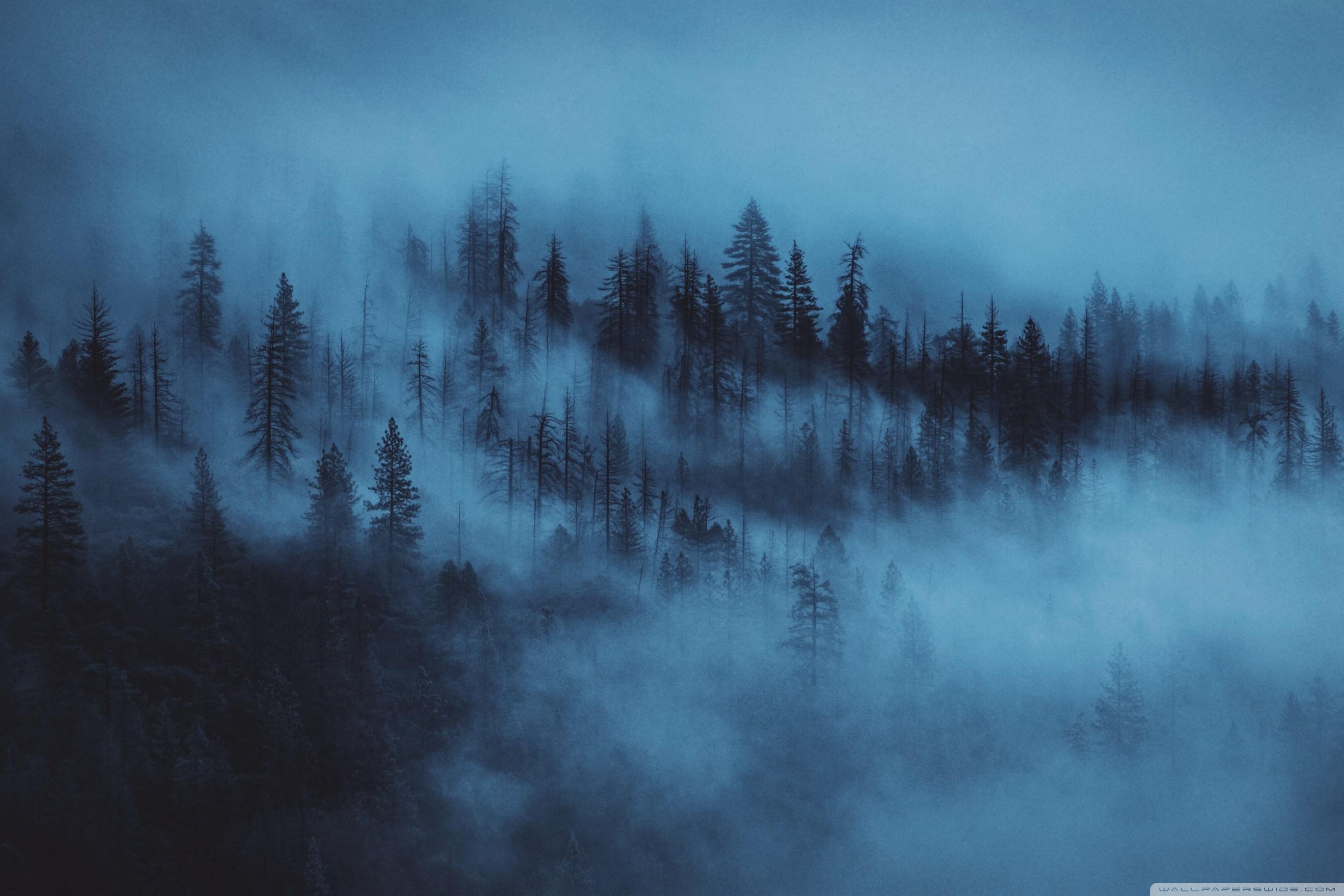 2736x1824 Dark Woods Aesthetic Ultra HD Desktop Background Wallpaper for : Widescreen & UltraWide Desktop & Laptop : Multi Display, Dual Monitor : Tablet