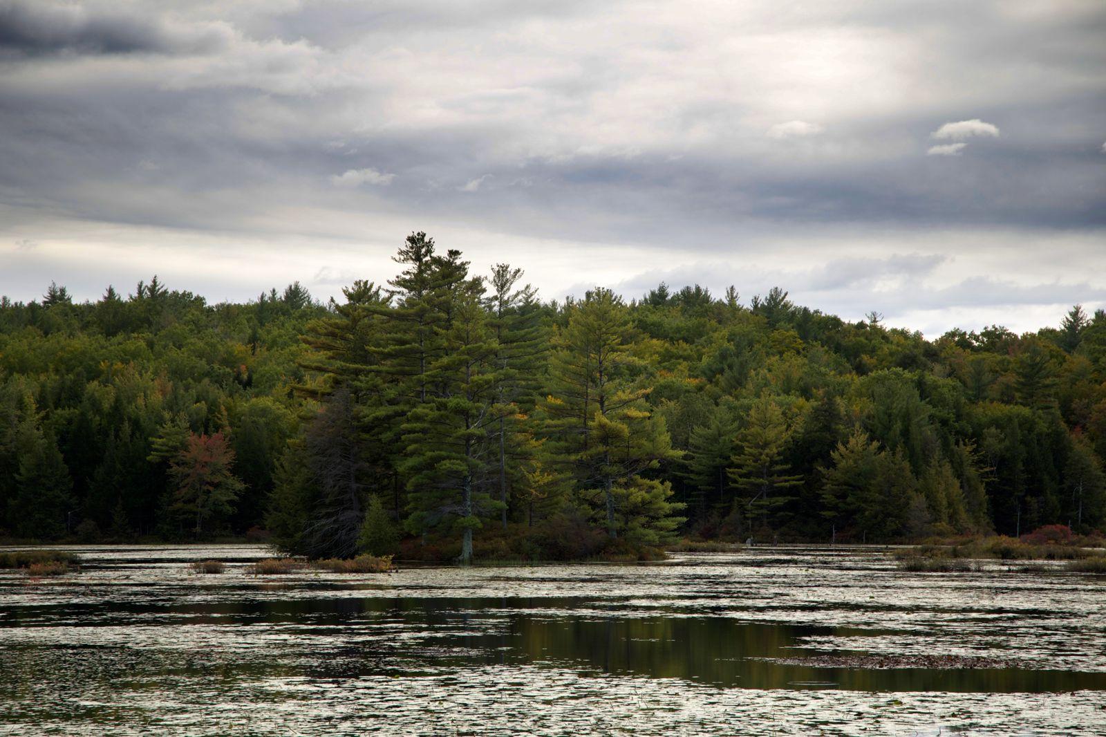 1600x1066 Nature Water Trees Clouds Forest Lake River Wallpaper Black Spruce
