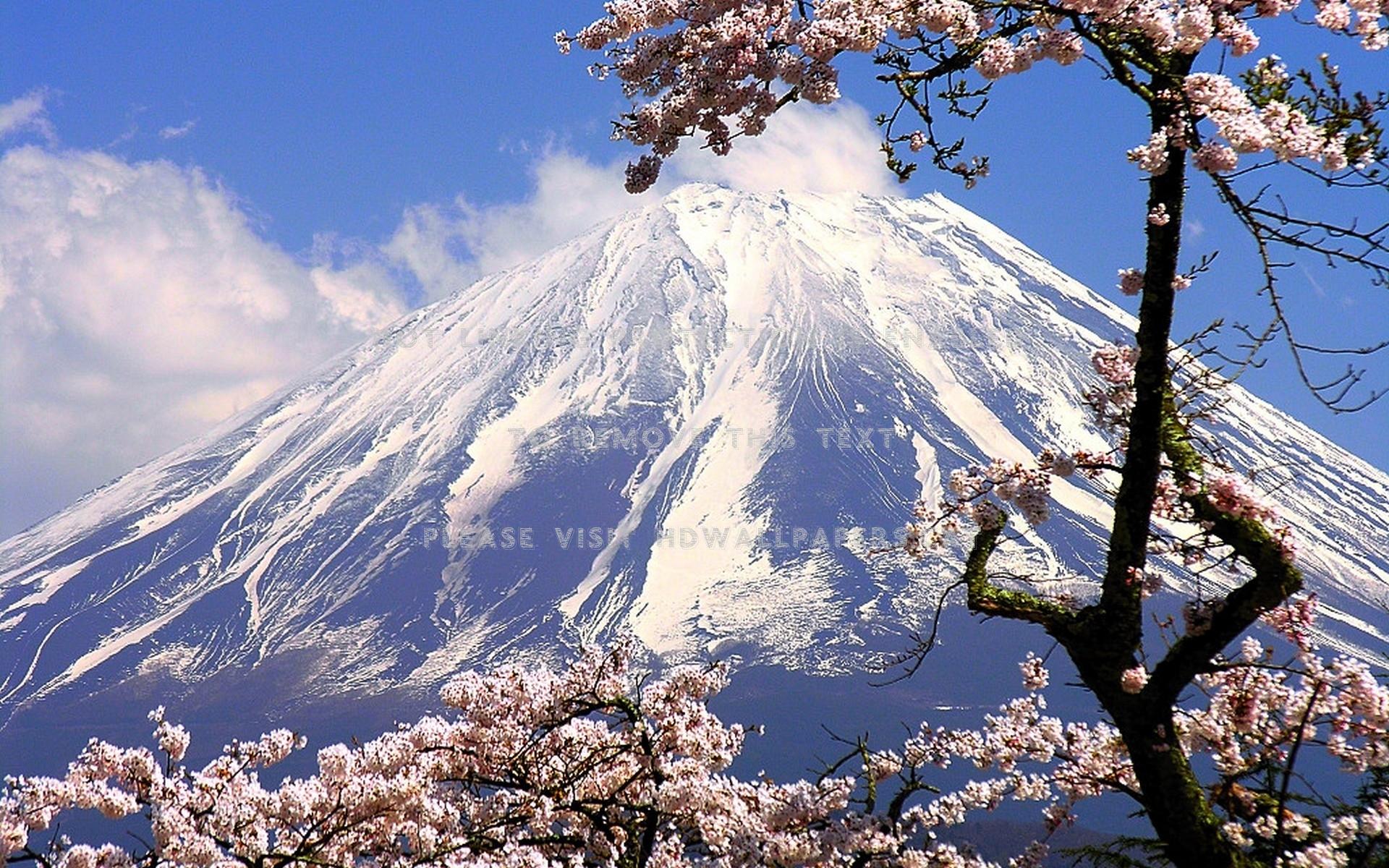 1920x1200 mount fuji framed by cherry blossoms trees