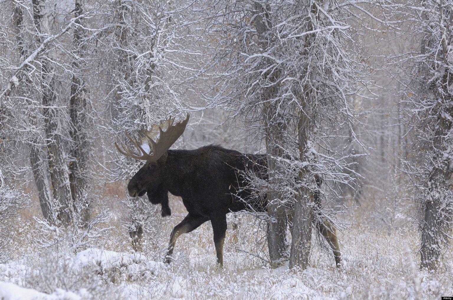 1536x1019 Moose High Definition Wallpaper 75205