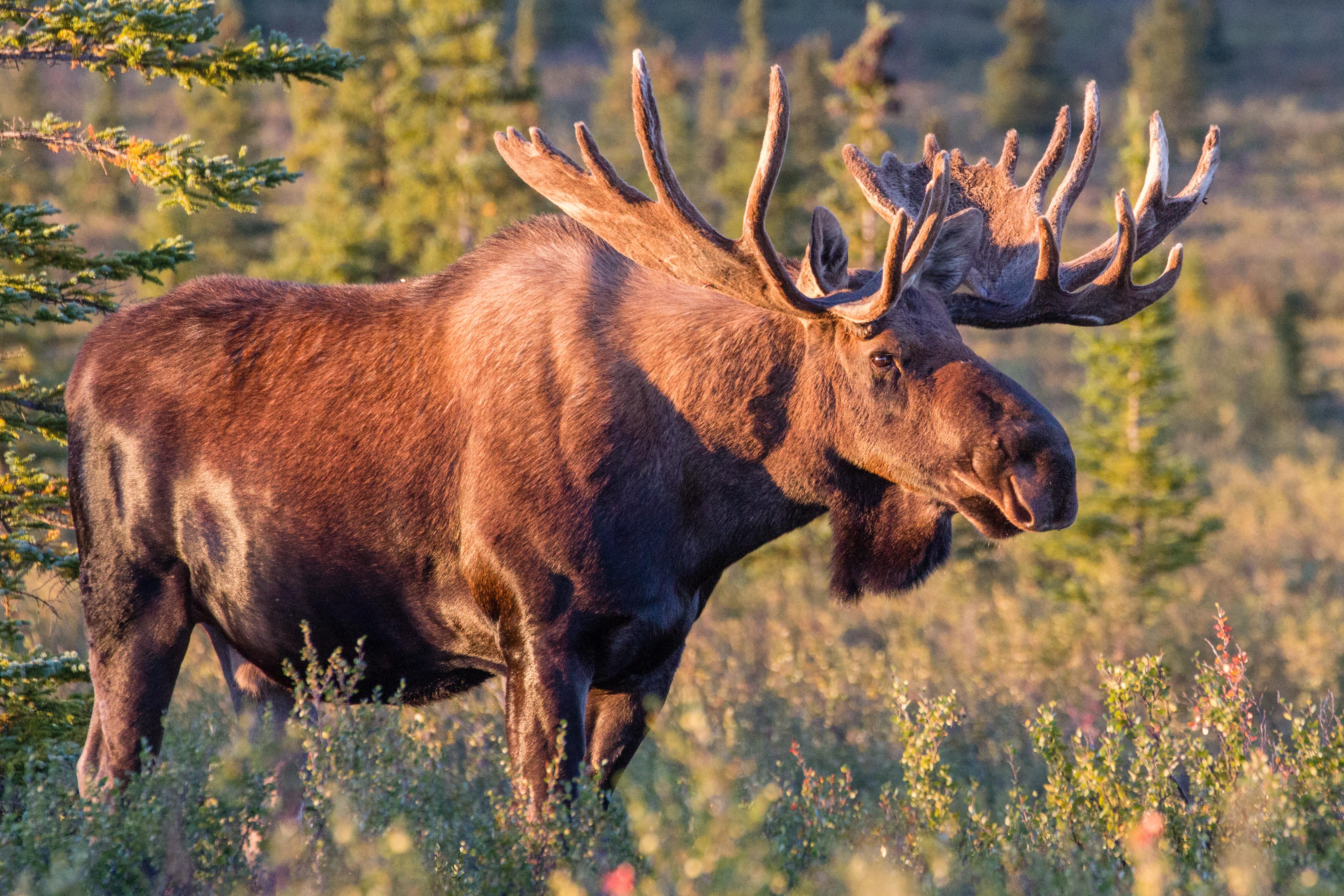 4100x2733 Moose wallpaper, Animal, HQ Moose pictureK Wallpaper 2019