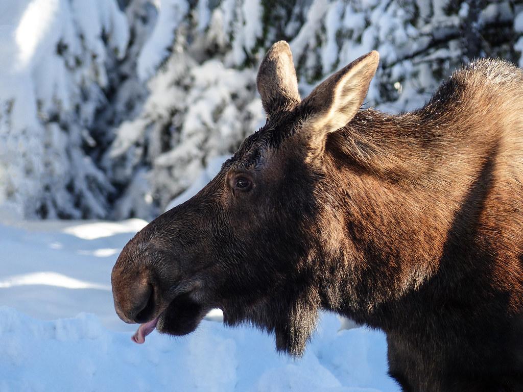 1024x768 Licking salt off its lips. What a day I had on 7 December 2