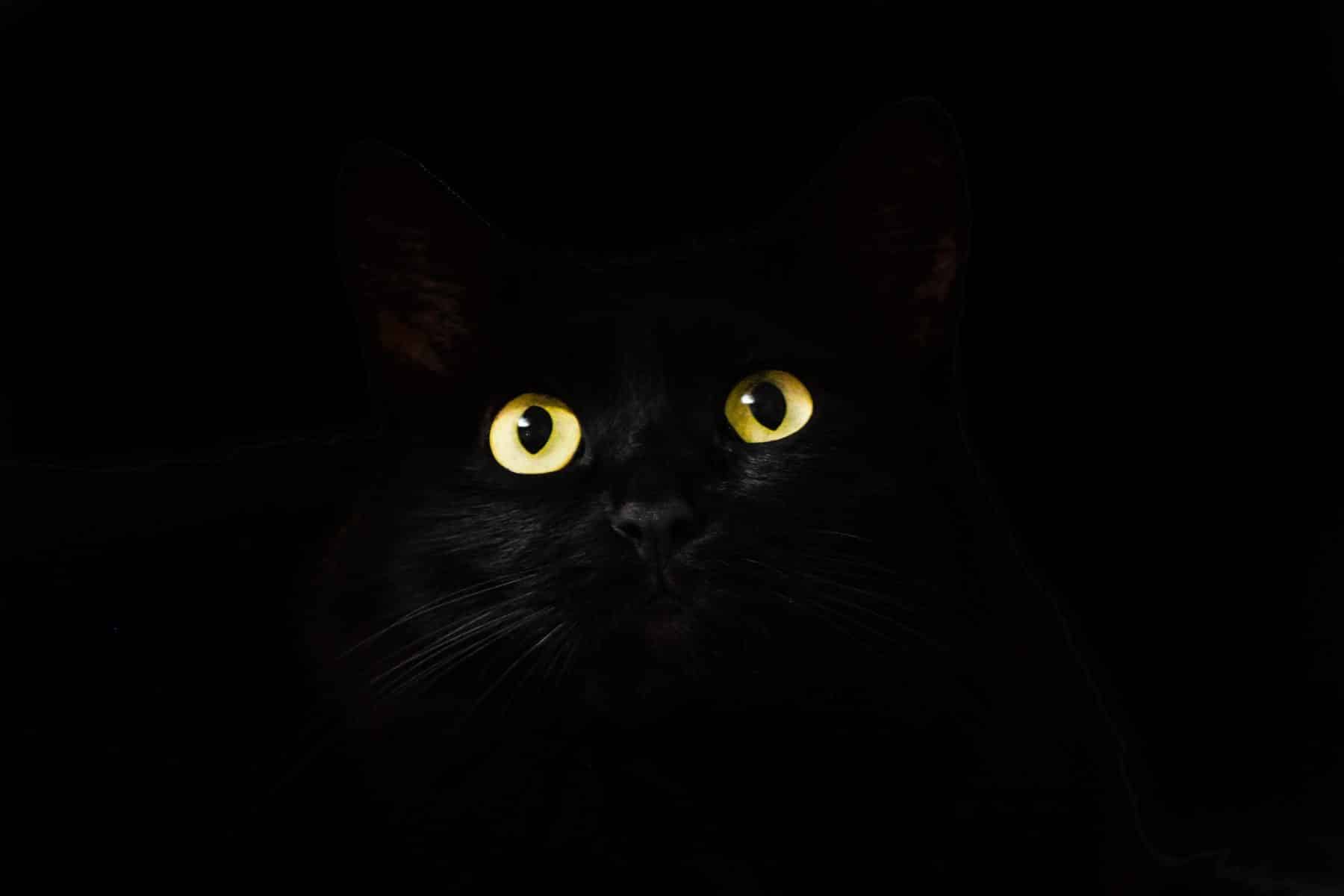 1800x1200 Halloween Names for Cats: Movies, Candies, Seasonal & More