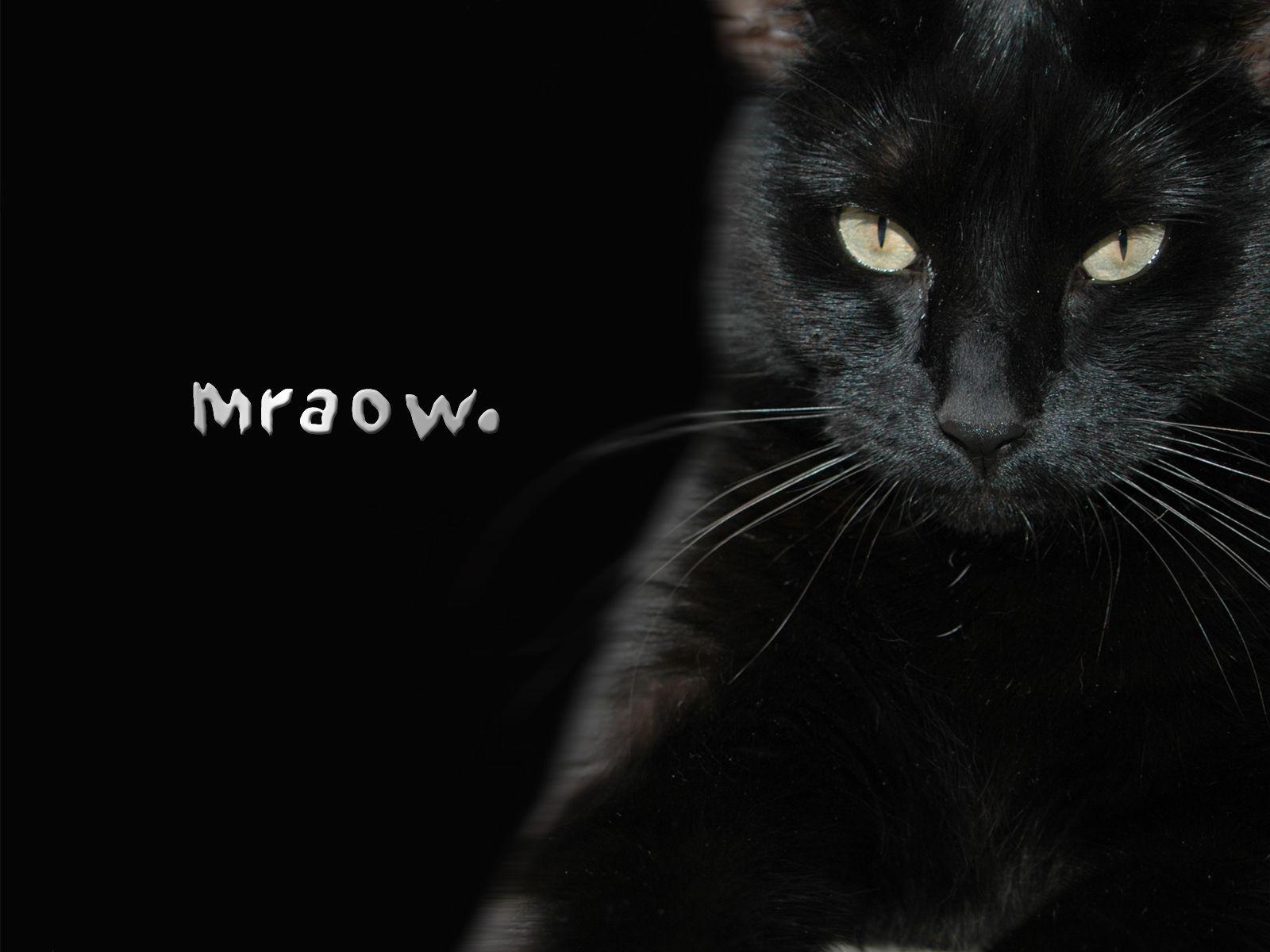 1600x1200 Black Cat Desktop Wallpaper