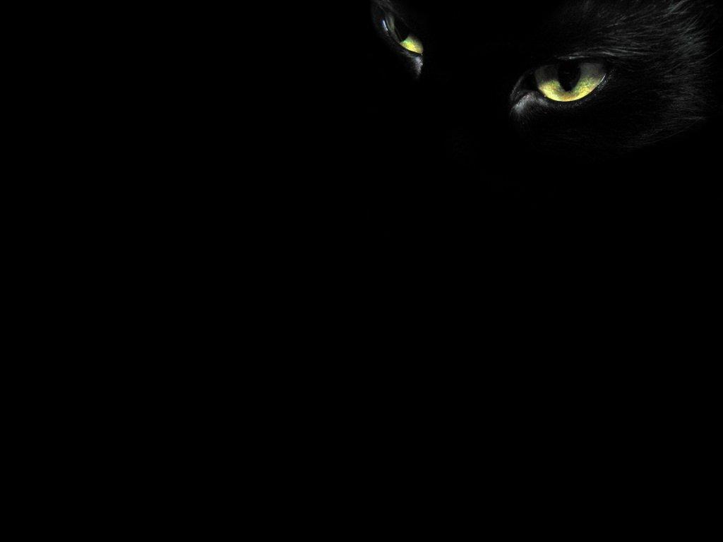 1024x768 Free download Black Cat Eyes Wallpaper [1024x768] for your Desktop, Mobile & Tablet. Explore Black Eye Wallpaper. Black Eye Wallpaper, Eye Wallpaper, Septic Eye Wallpaper