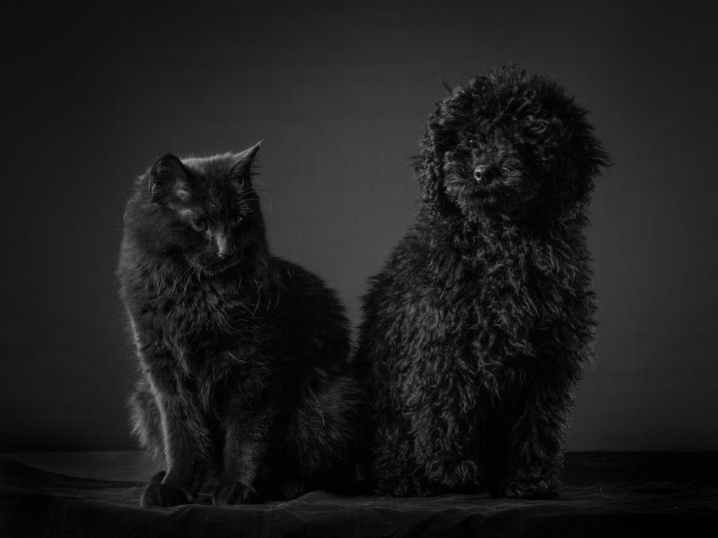 1024x768 Black Cats Aren't Evil!