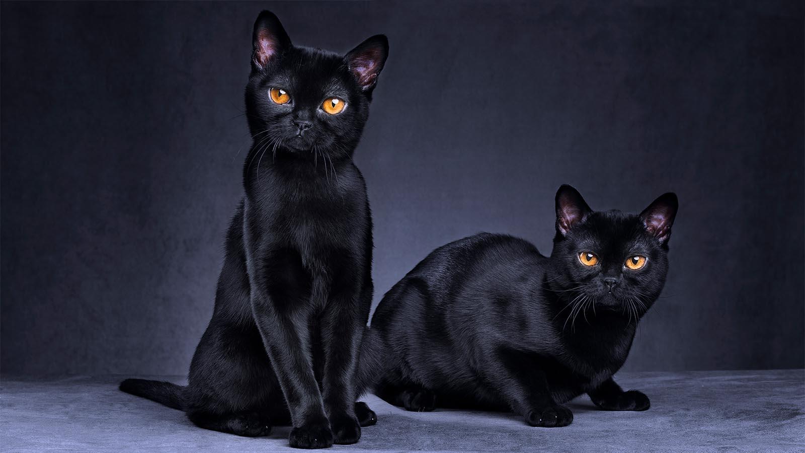 1600x900 Why Are Black Cats Considered Unlucky?