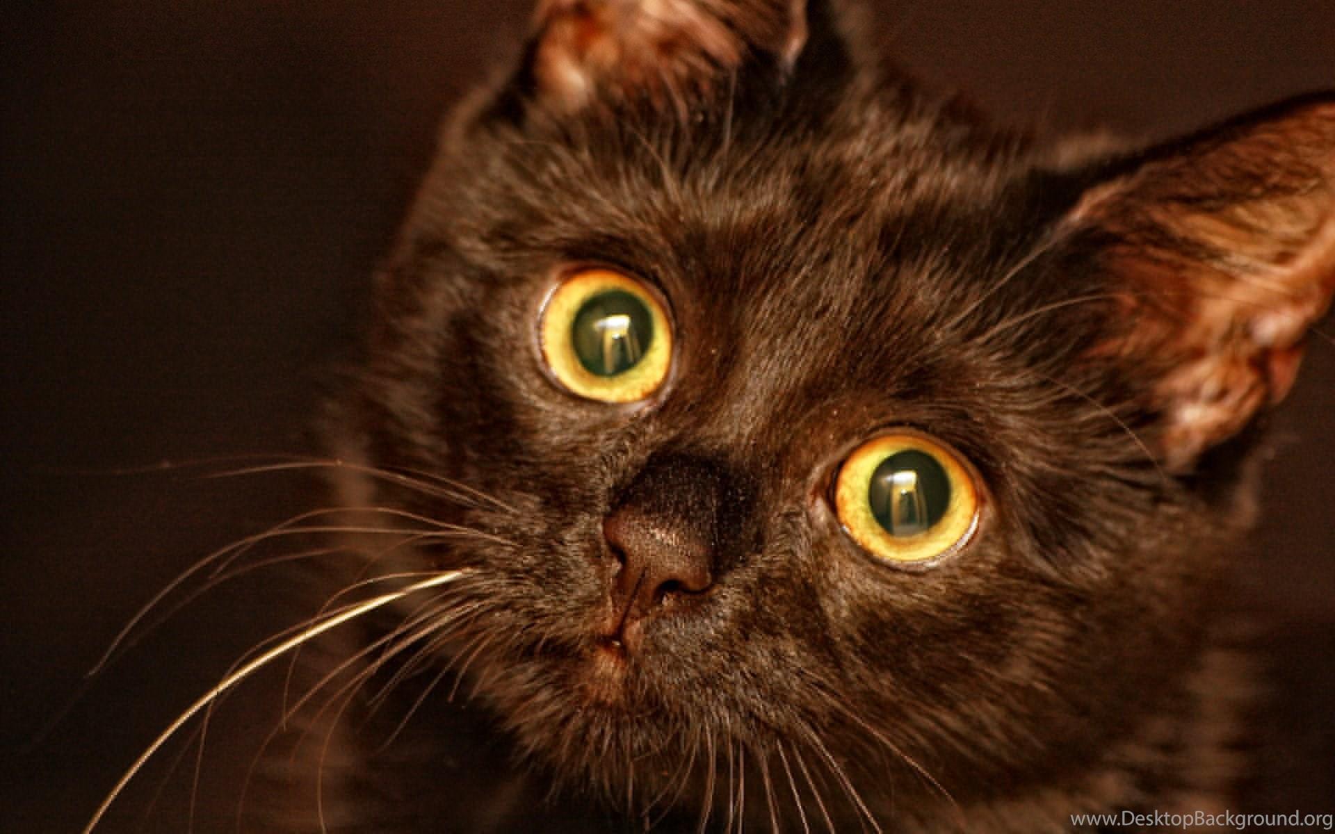 1920x1200 Evil Eye Cat Wallpaper Desktop Background