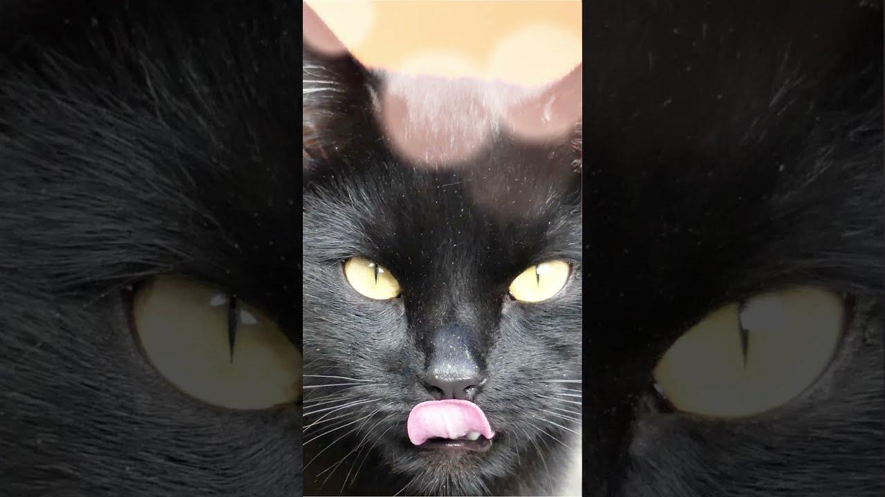 1280x720 Black Cat Wallpaper For iPhone Photograph Black Shelter Cats