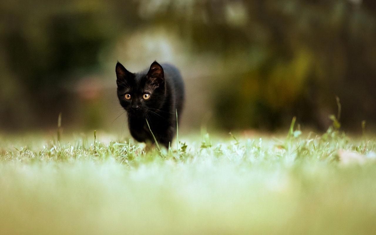 1280x800 Free download Ward off evil black cat HD close up wallpaper 10 Animal Wallpaper [1280x800] for your Desktop, Mobile & Tablet. Explore Wallpaper Direct 10% Off. Buy Wallpaper Online
