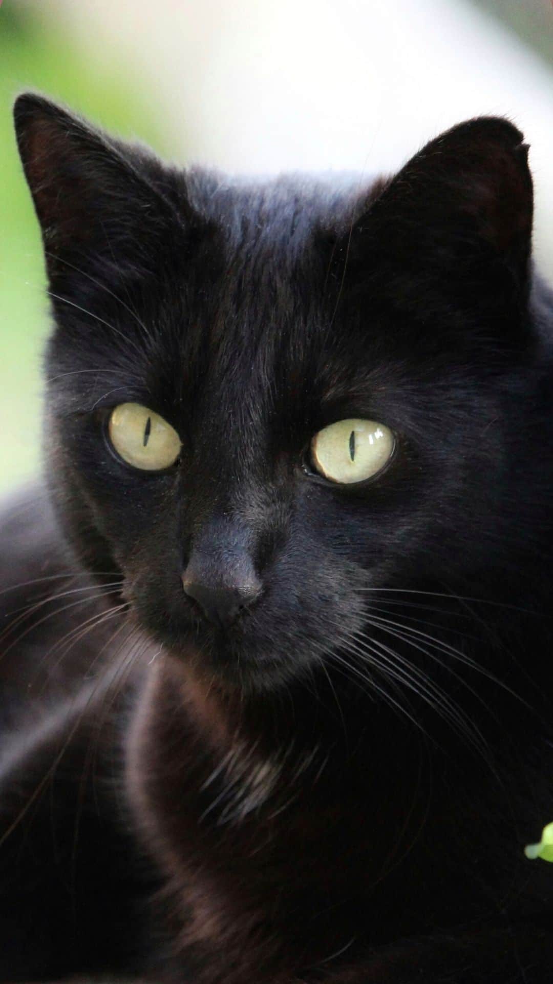 1080x1920 Black Cat Wallpaper For iPhone Photograph Black Shelter Cats