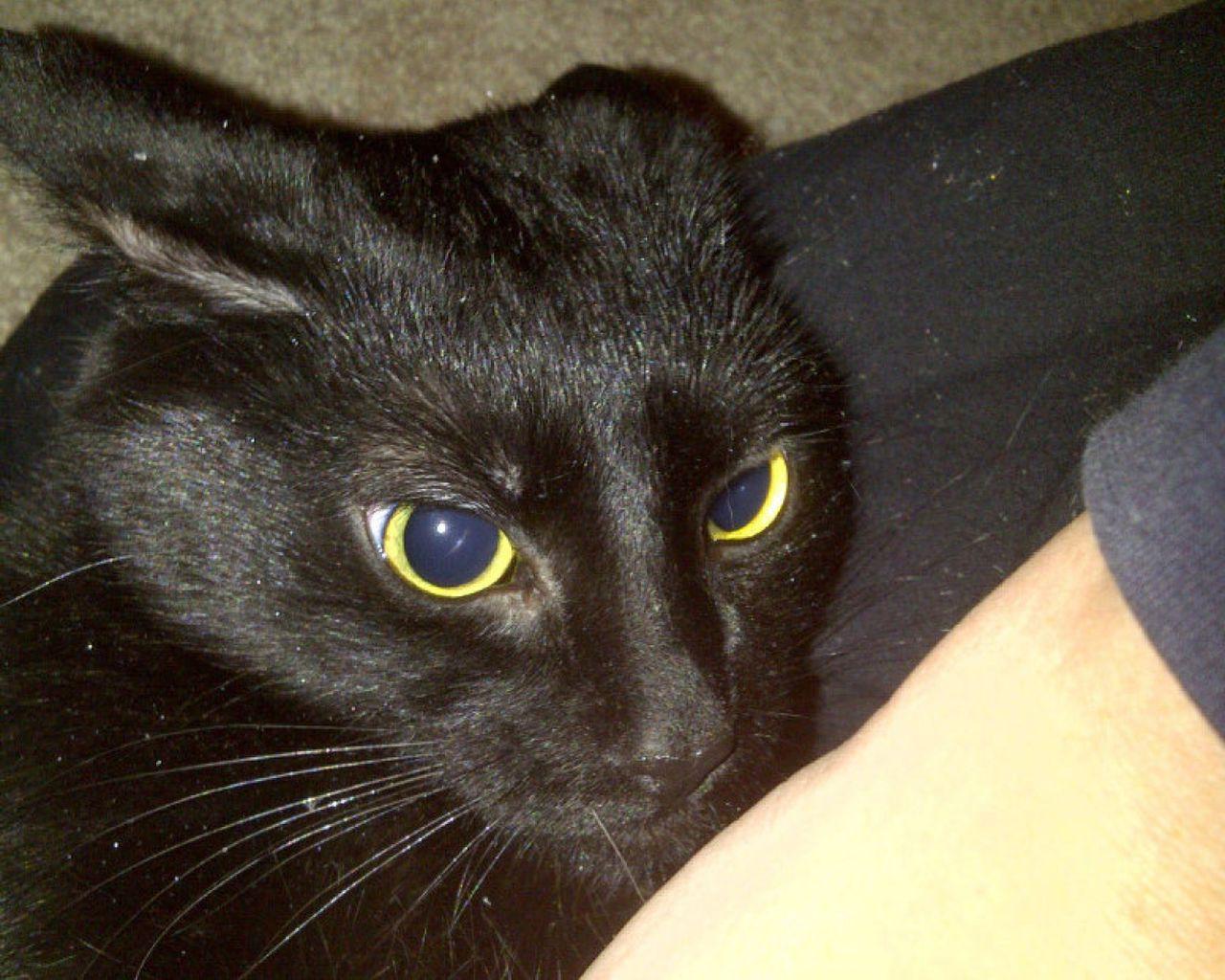 1280x1024 Couple looks for new home for 'crazy Satan' cat