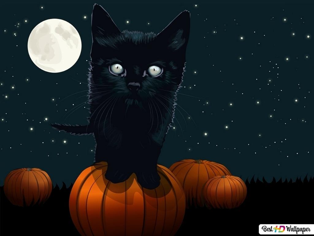 1024x768 Black cat bad luck HD wallpaper download