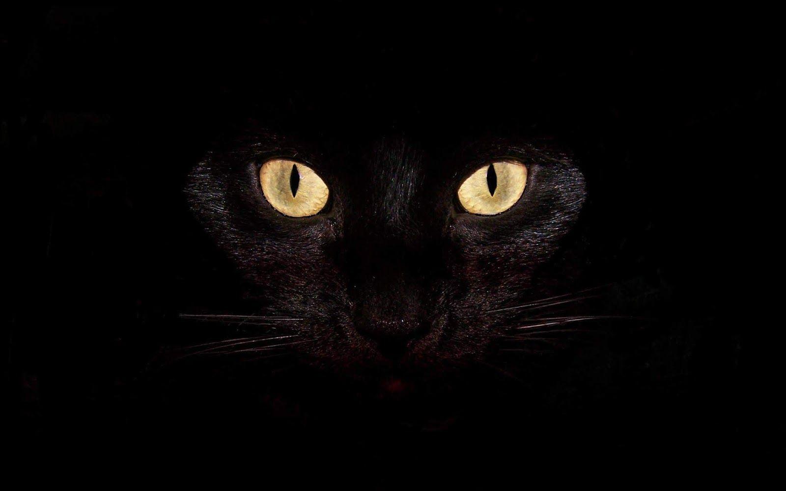 1600x1000 Evil Cat Wallpaper