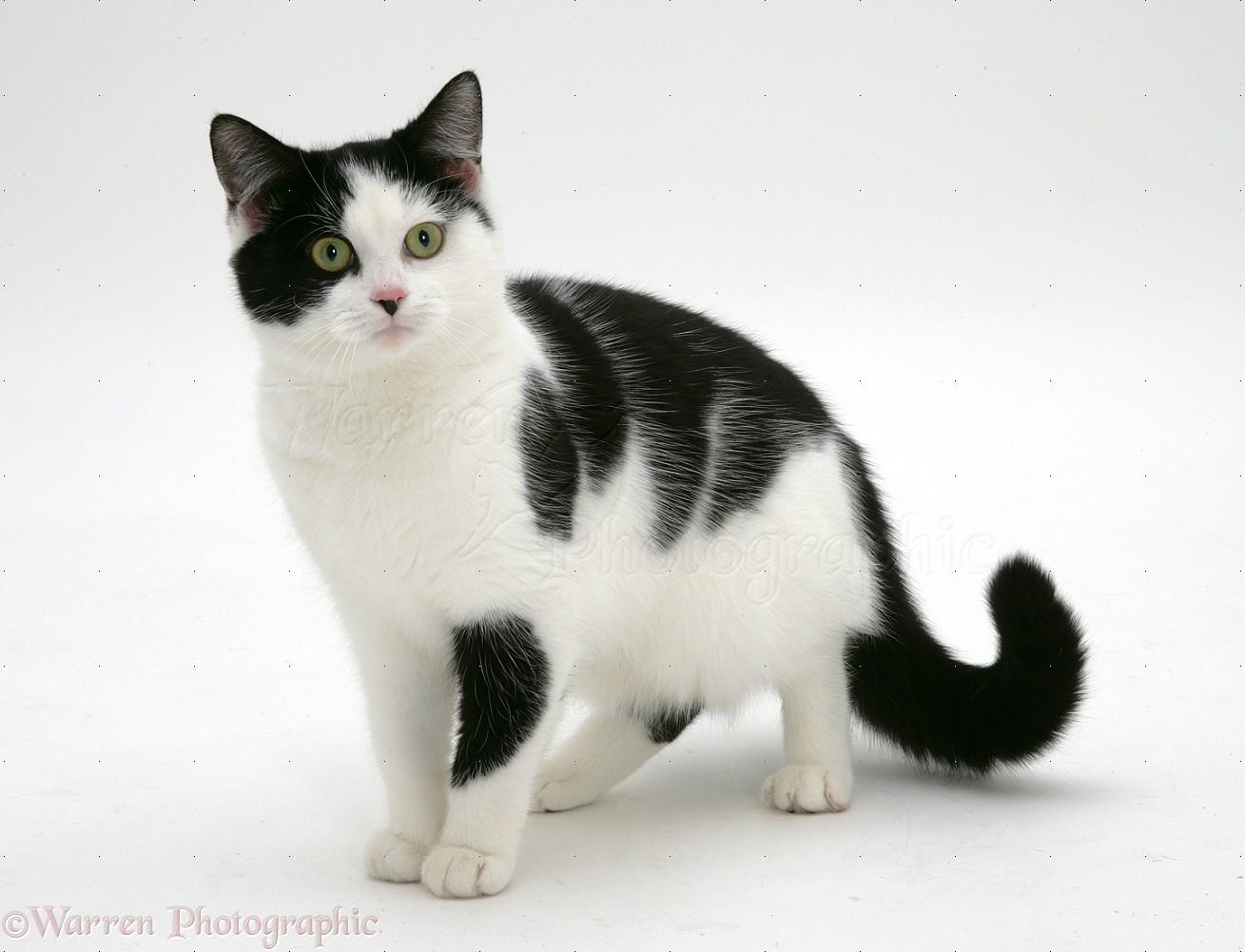 1309x1001 Pete the Evil Cat. Legends of the Multi Universe