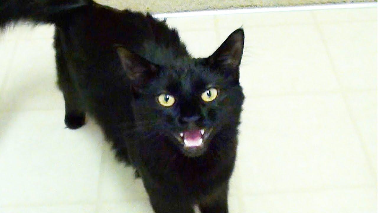1280x720 Myths & Legends About Black Cats