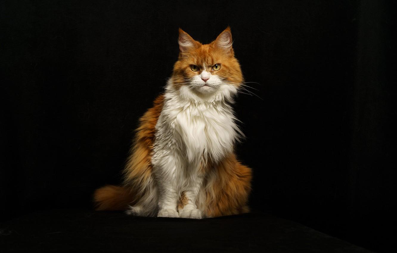 1332x850 Wallpaper cat, cat, look, face, light, pose, red, evil, black background, unhappy, sitting, gloomy, white image for desktop, section кошки