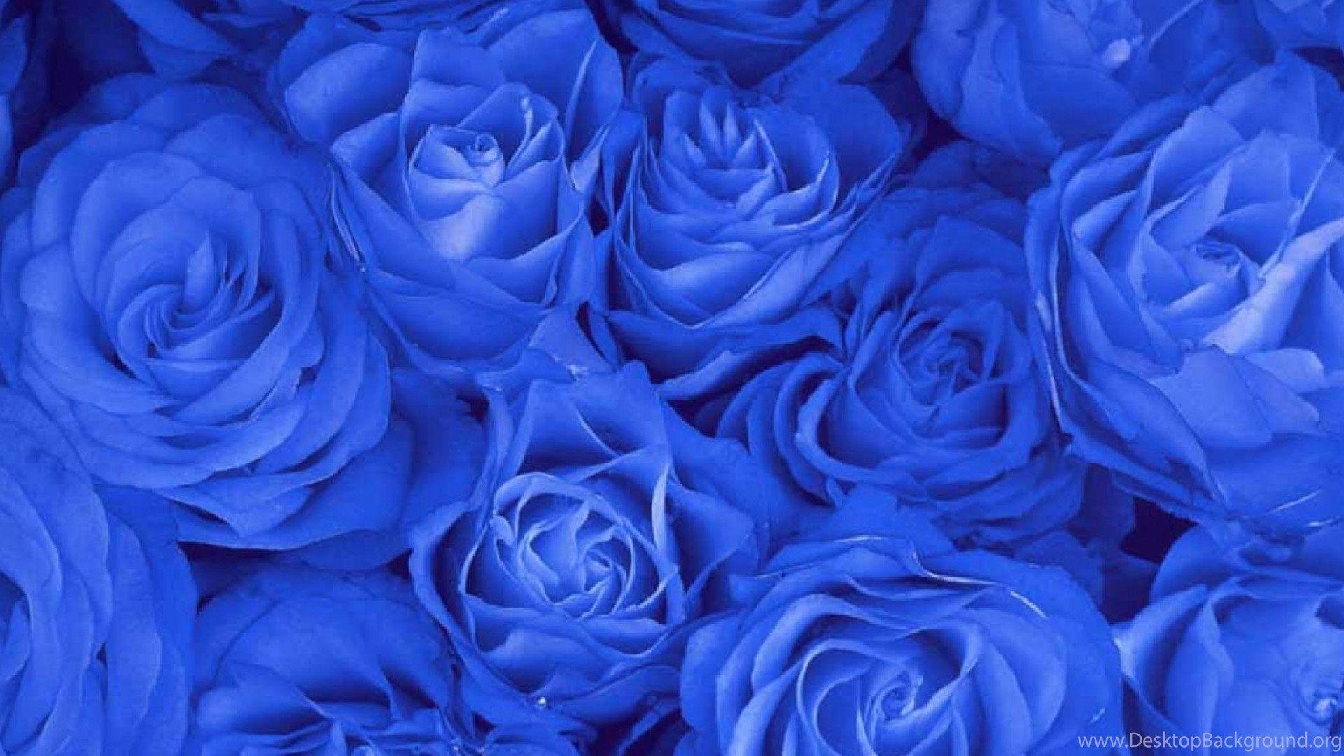 Royal Blue Flowers HD Wallpapers - Top